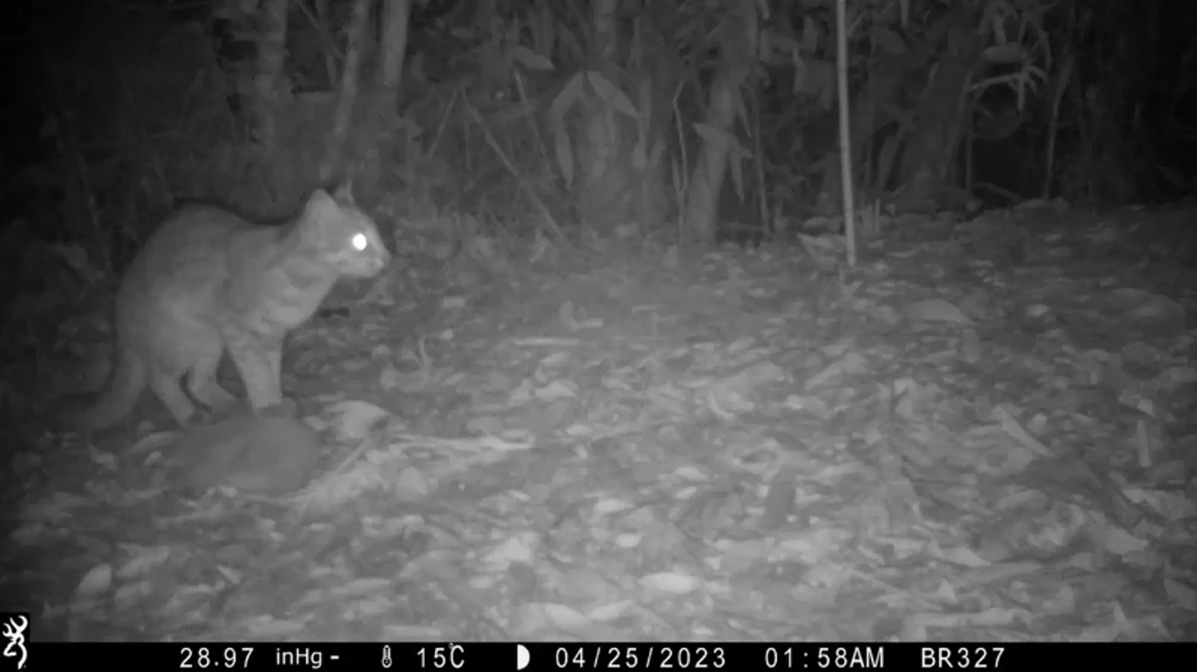 雲林睽違30年再現石虎蹤跡，替石虎保育帶來新的希望。（農業部林業保育署南投分署提供）