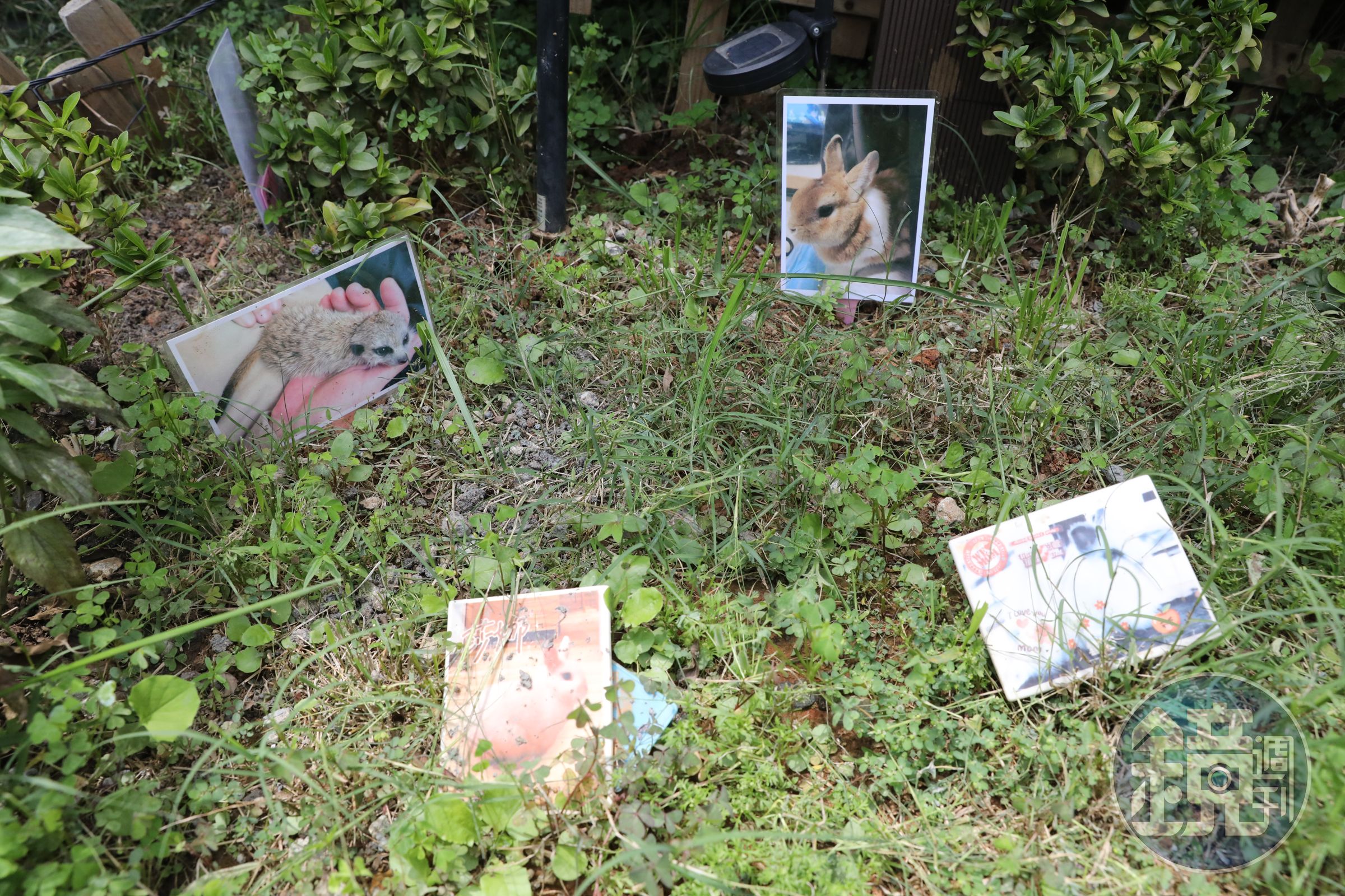 園內有獨立的特殊小動物樹葬區，「因為很多兔子、倉鼠怕貓狗，所以飼主會選這一區安葬。」賴立竹說。