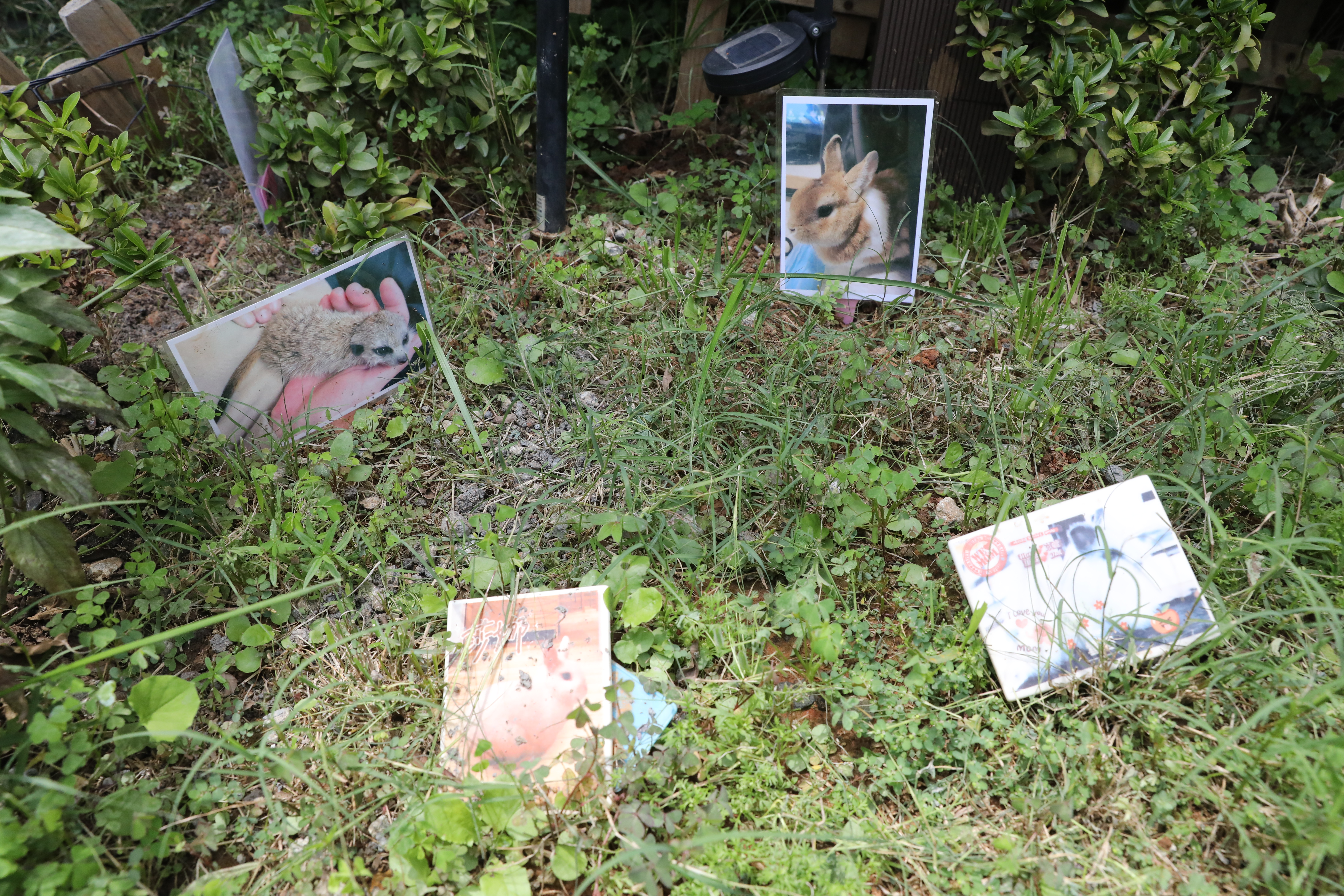 園內有獨立的特殊小動物樹葬區,「因為很多兔子、倉鼠怕貓狗,所以飼主會選這一區安葬。」賴立竹說。
