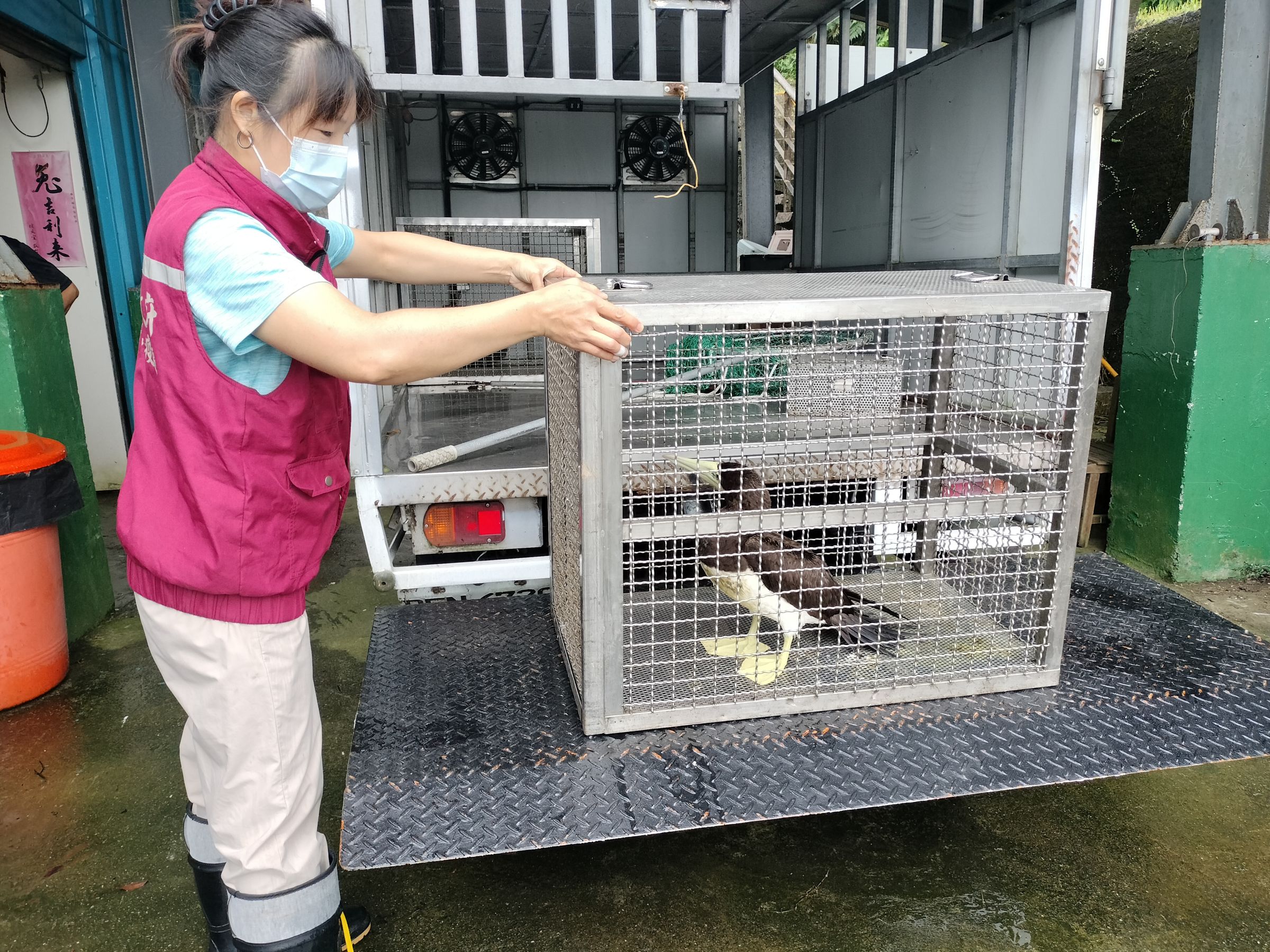 動保員小心翼翼將白腹鰹鳥救援入所。(新北動保處提供)