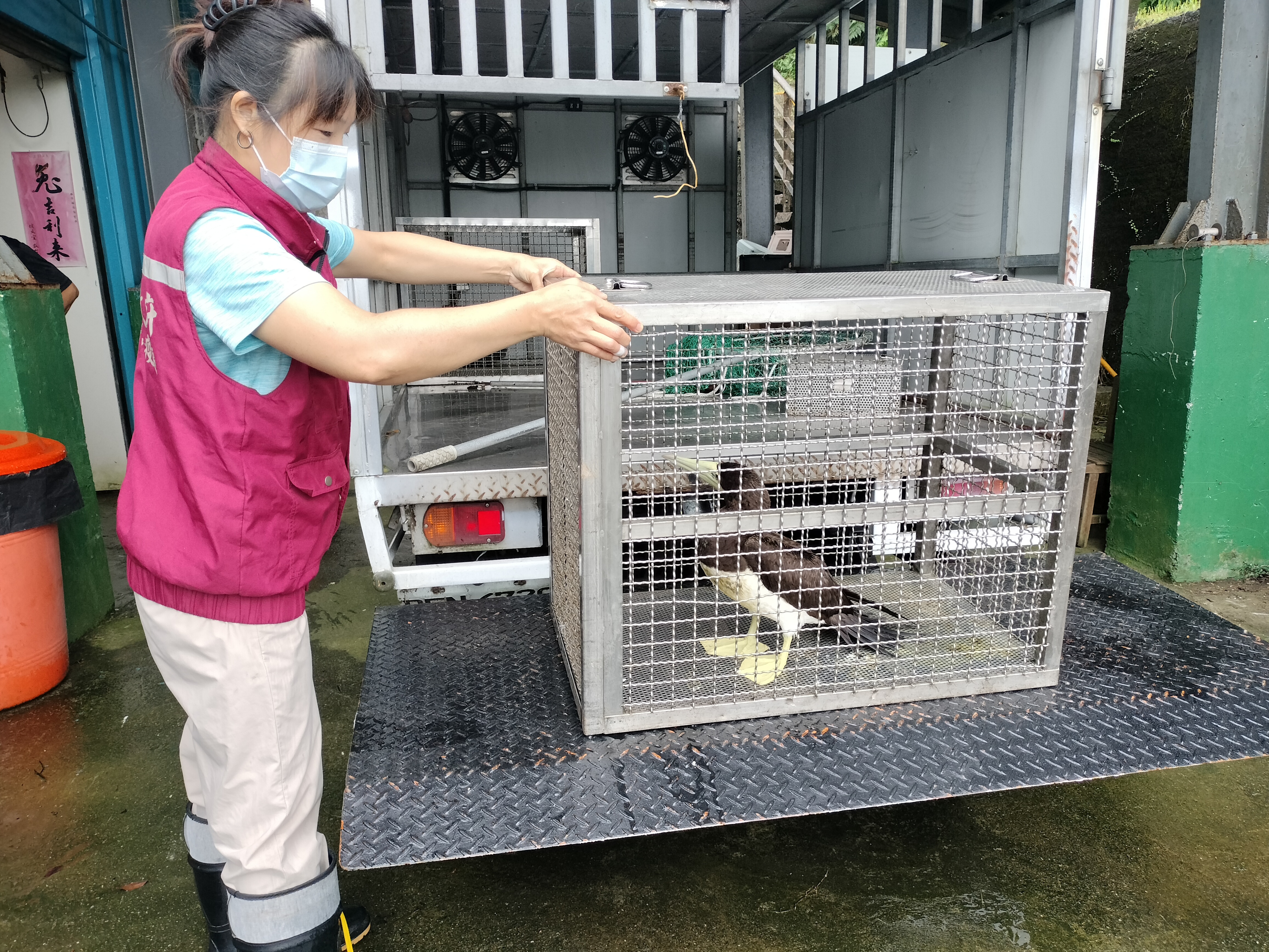 動保員小心翼翼將白腹鰹鳥救援入所。（新北動保處提供）