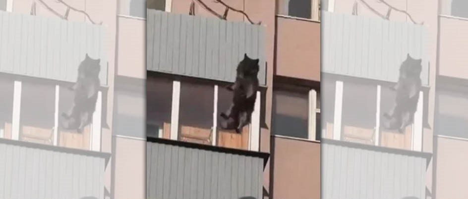 俄羅斯一隻牧羊犬生前疑遭主人虐待，日前牠被關在陽台，疑似受不了高溫，從15樓跳下慘死。（翻攝自IG@ntv_chp）