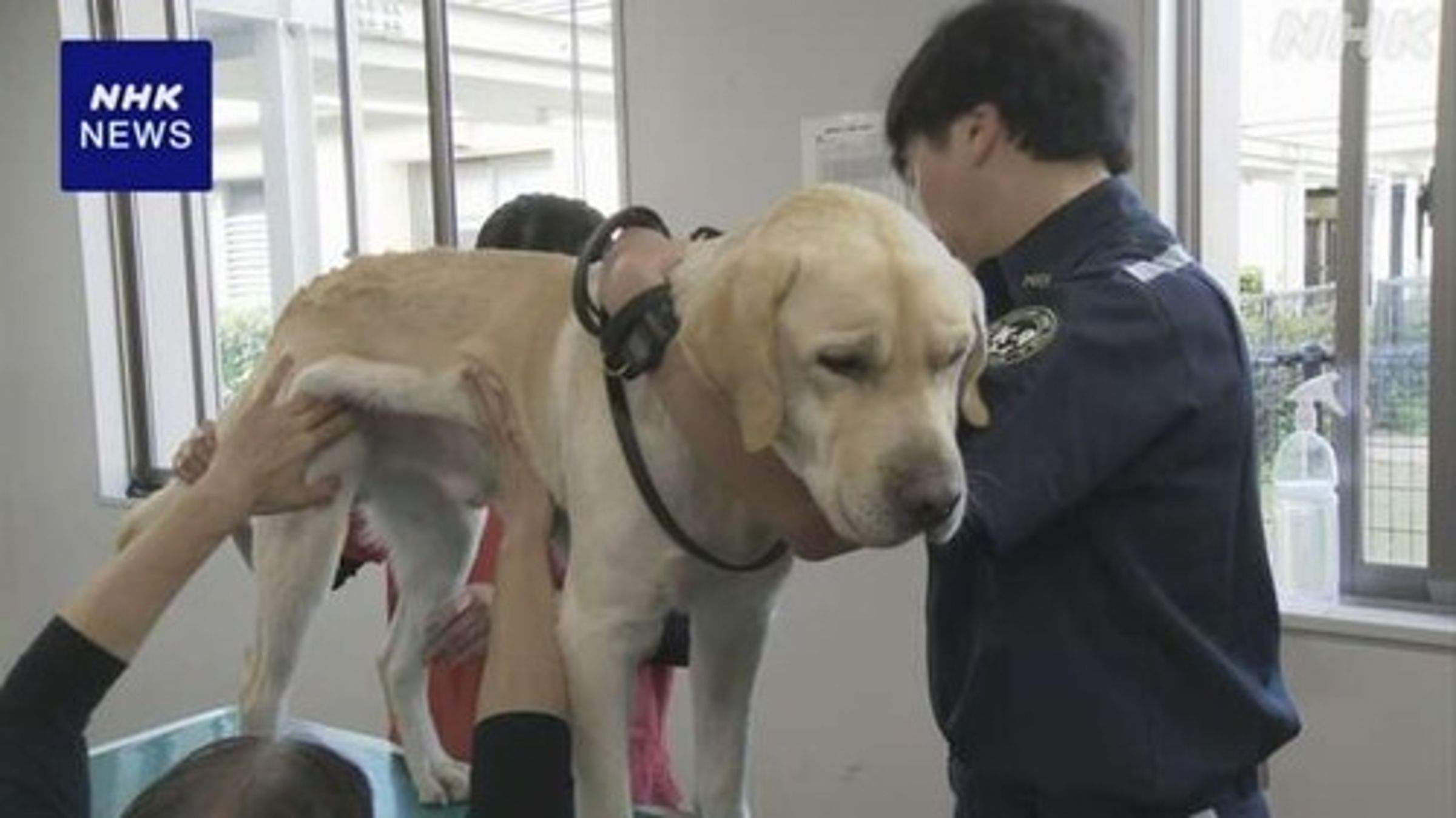 日本「護國神犬」體檢，見到針筒怕爆！超無奈表情萌爆。（翻自NHK畫面）