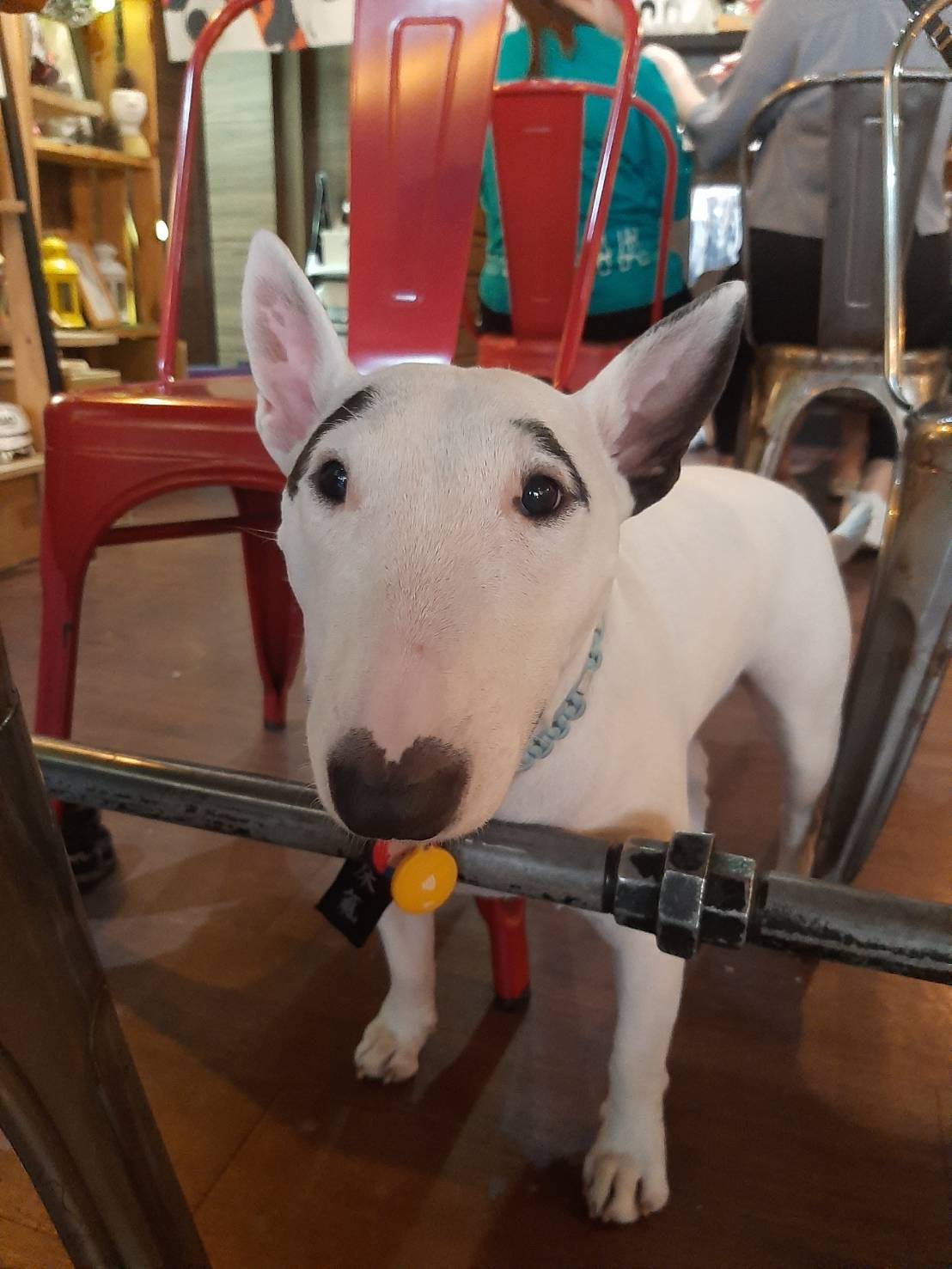 這隻牛頭耿「舒淇」是該名員工所飼養的狗狗，也是店內唯一非大型犬店狗，有著富有喜感的眉毛及愛心鼻子，深受客人喜愛。然而，不久前有讀者發現，店內再也沒出現過舒淇的蹤影，菜單上的狗狗店長們簡介的舒淇頭像也被遮住。