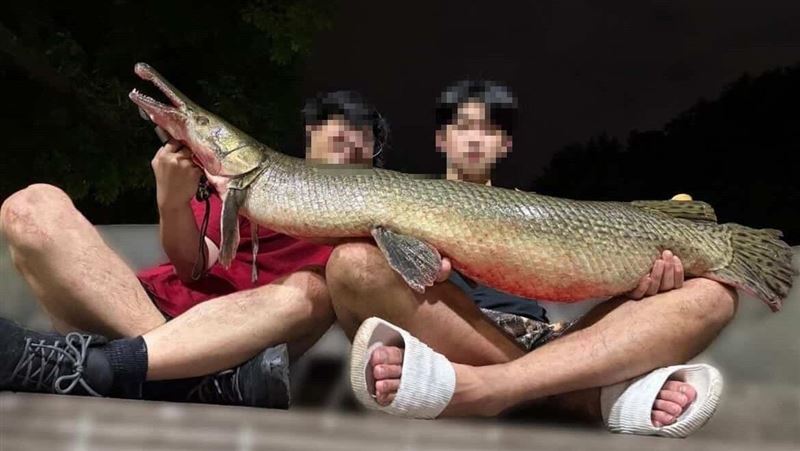 成功大學釣魚社臉書PO出照片、影片，將台北市228和平紀念公園的吉祥物「鱷雀鱔」釣起，並帶到熱炒店料理吃下肚。（翻攝自成大釣魚社臉書社團）