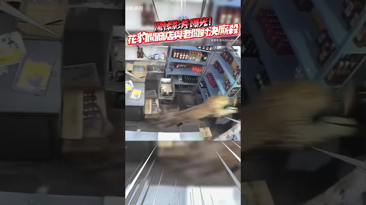 驚悚影片曝光！花豹闖商店與老闆對決廝殺#鏡週刊