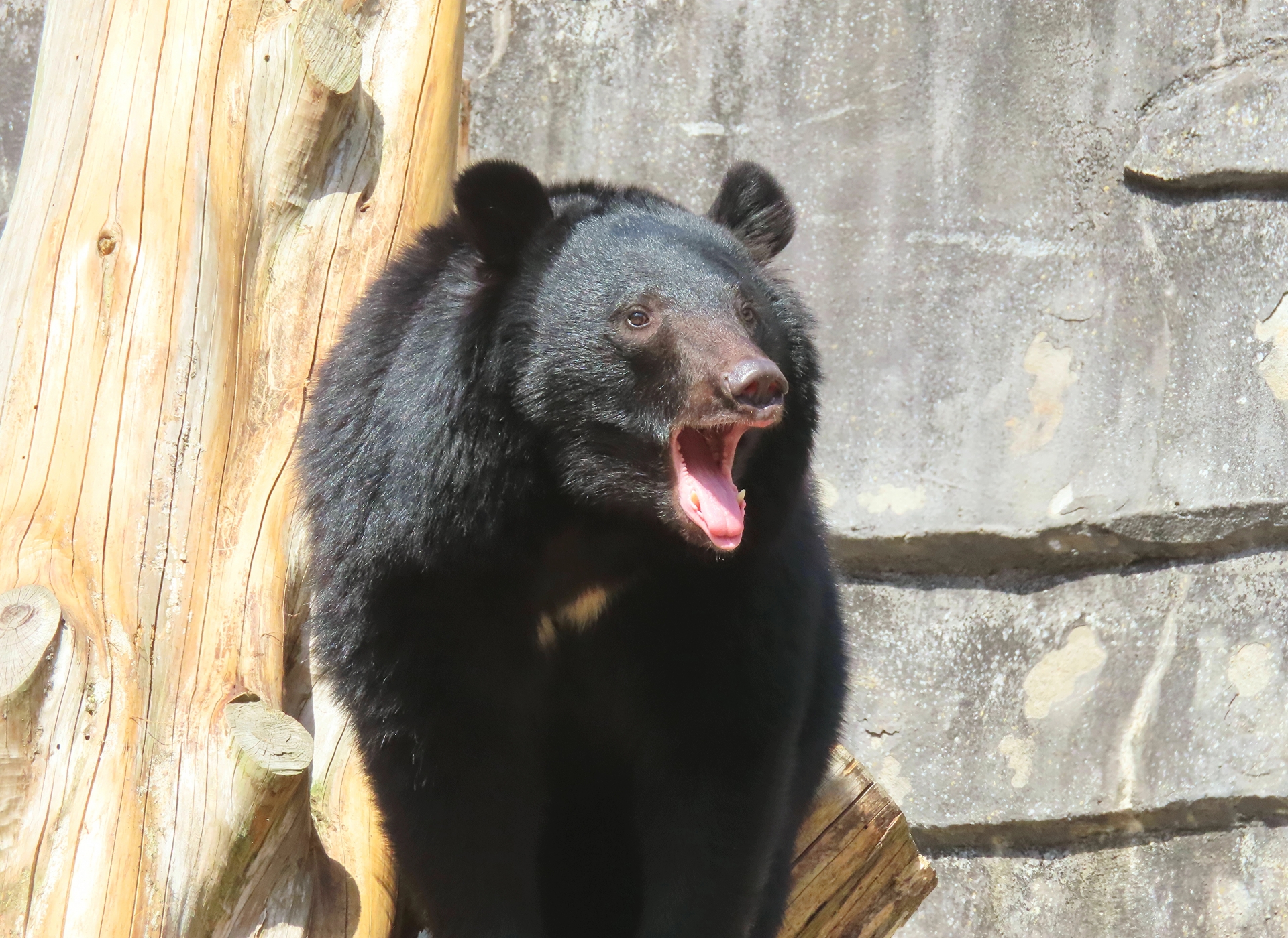 日本青森一間拉麵店清晨遭黑熊闖入，襲擊備料的男員工。（示意圖，photoAC）