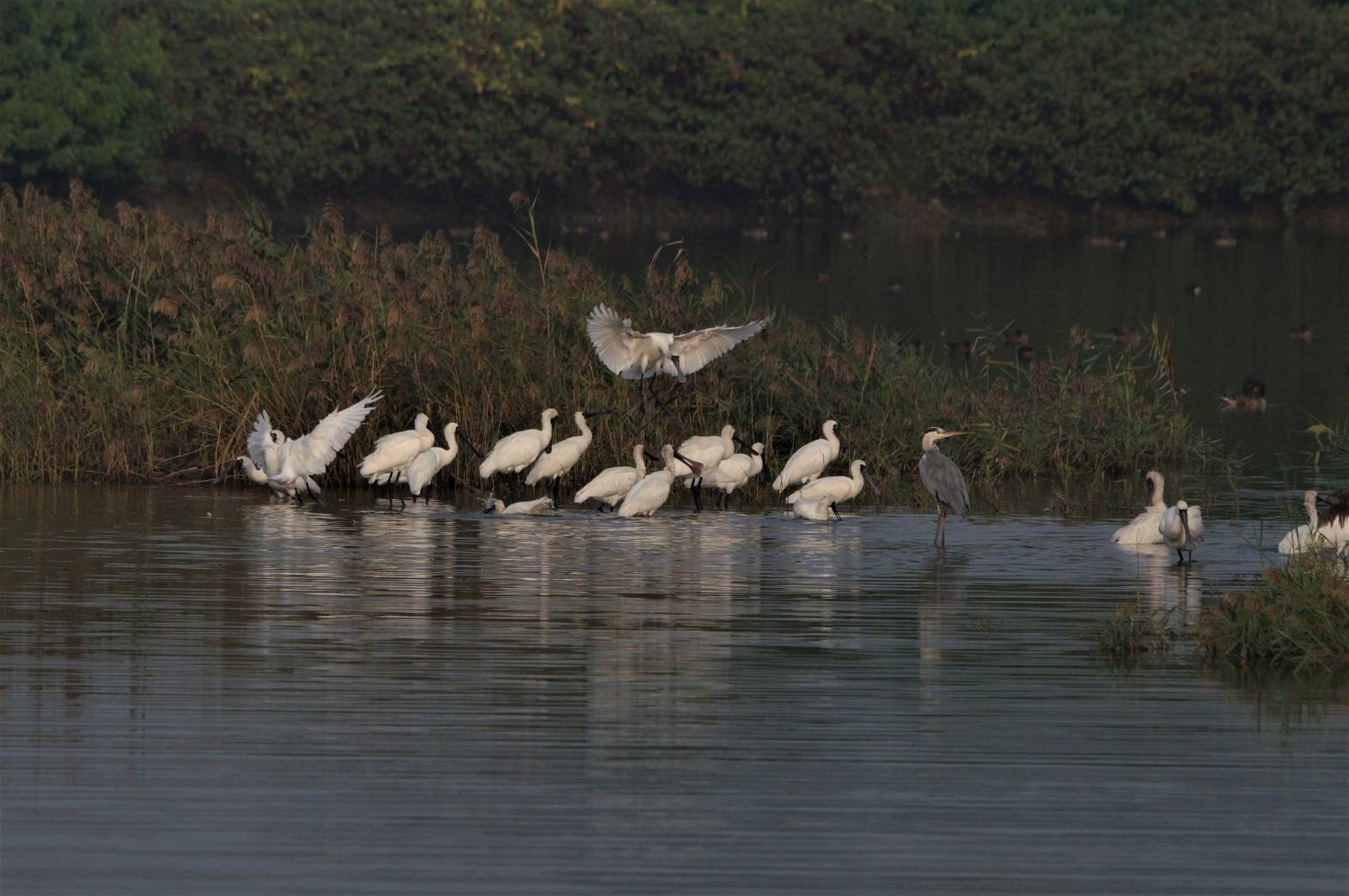 台南市濕地有黑琵及蒼鷺等鳥類現蹤。（台南市政府提供）