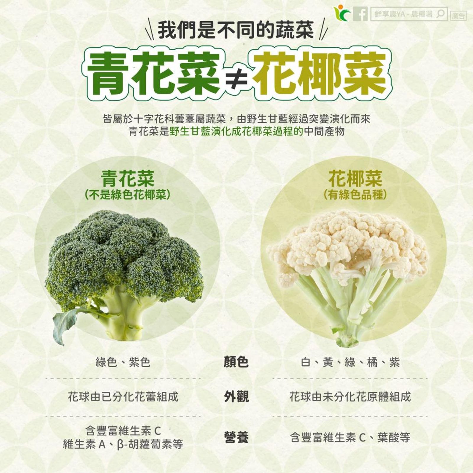 農糧署說明，青花菜和花椰菜其實是不同的蔬菜。（農糧署提供）