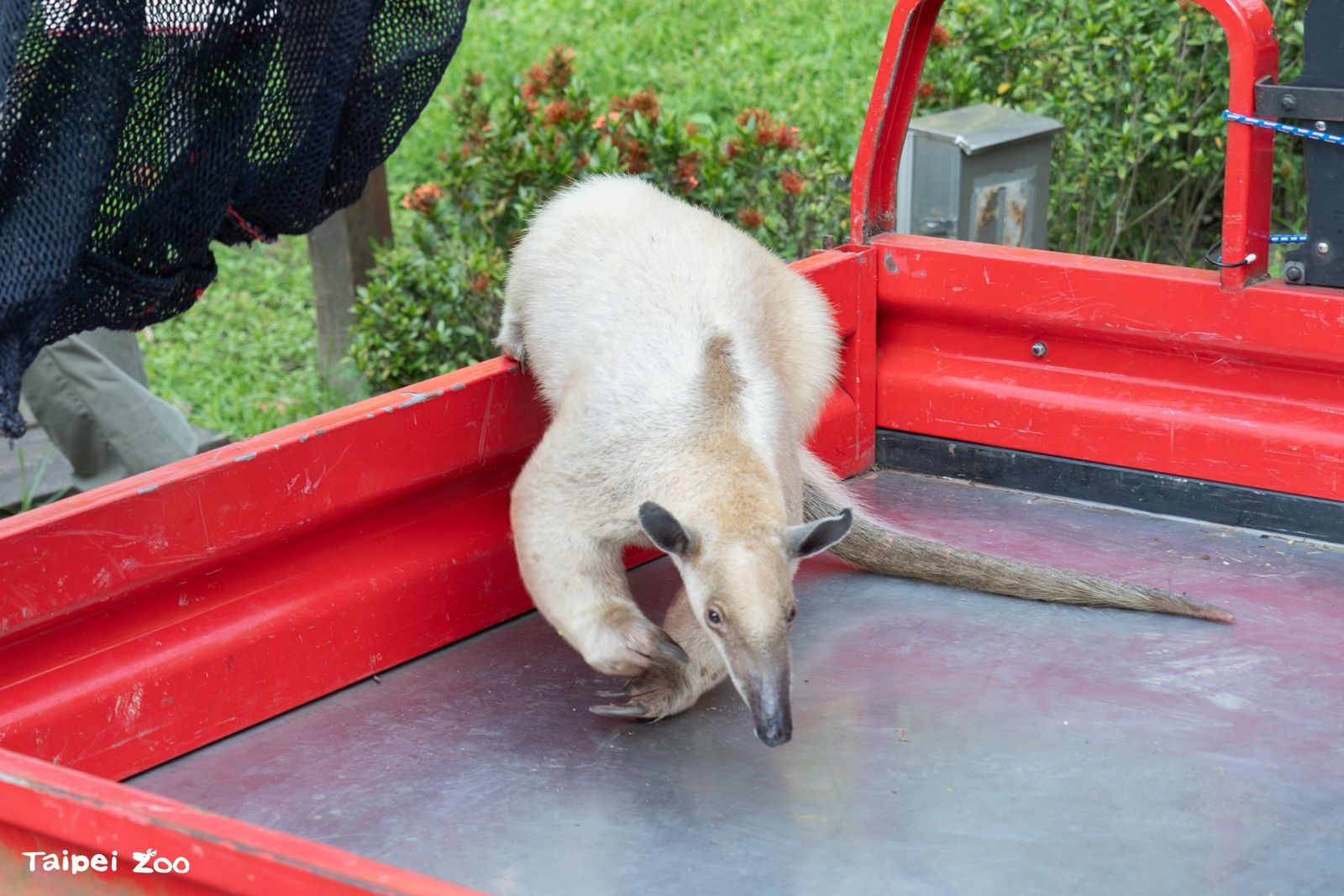 小食蟻獸「黑妞」回家了! 北市動物園公布初步檢查結果
