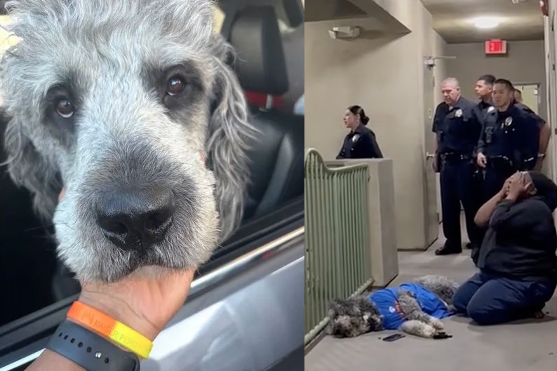 目睹愛犬在眼前倒下,飼主瑪莉歇斯底里地抱著遺體痛哭。(翻攝自X)