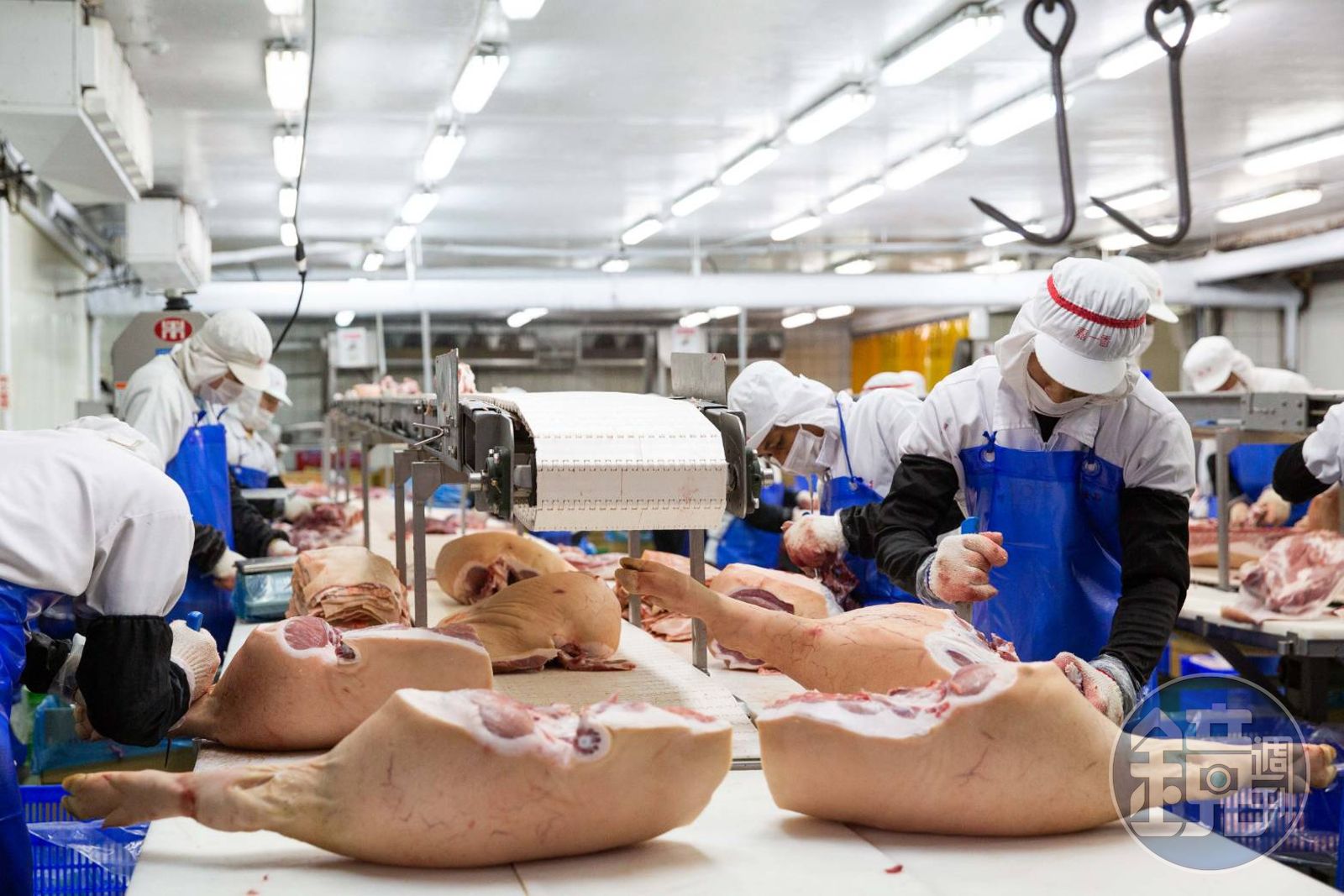 非洲豬瘟病毒存活力強！　專家籲嚴防人流與犬貓隱形傳播鏈