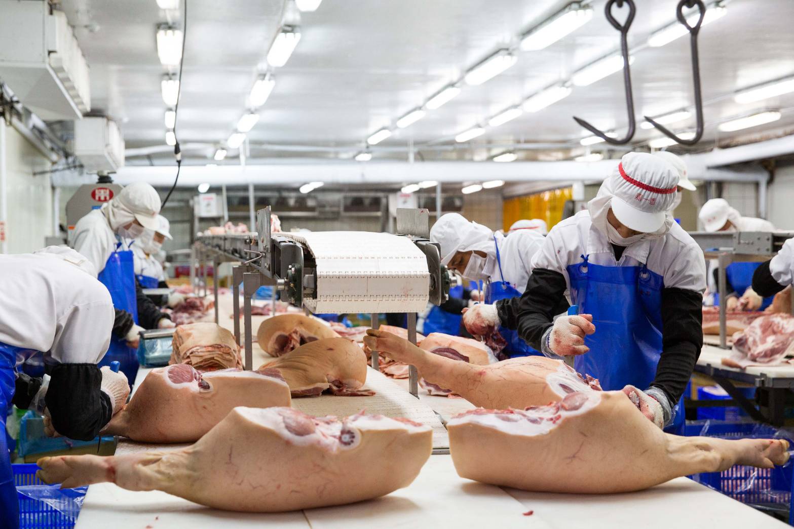 動保處指出，10月13日養豬場將28頭豬送往大安區肉品市場屠宰，可能已流入消費市場。示意圖（本刊資料照）