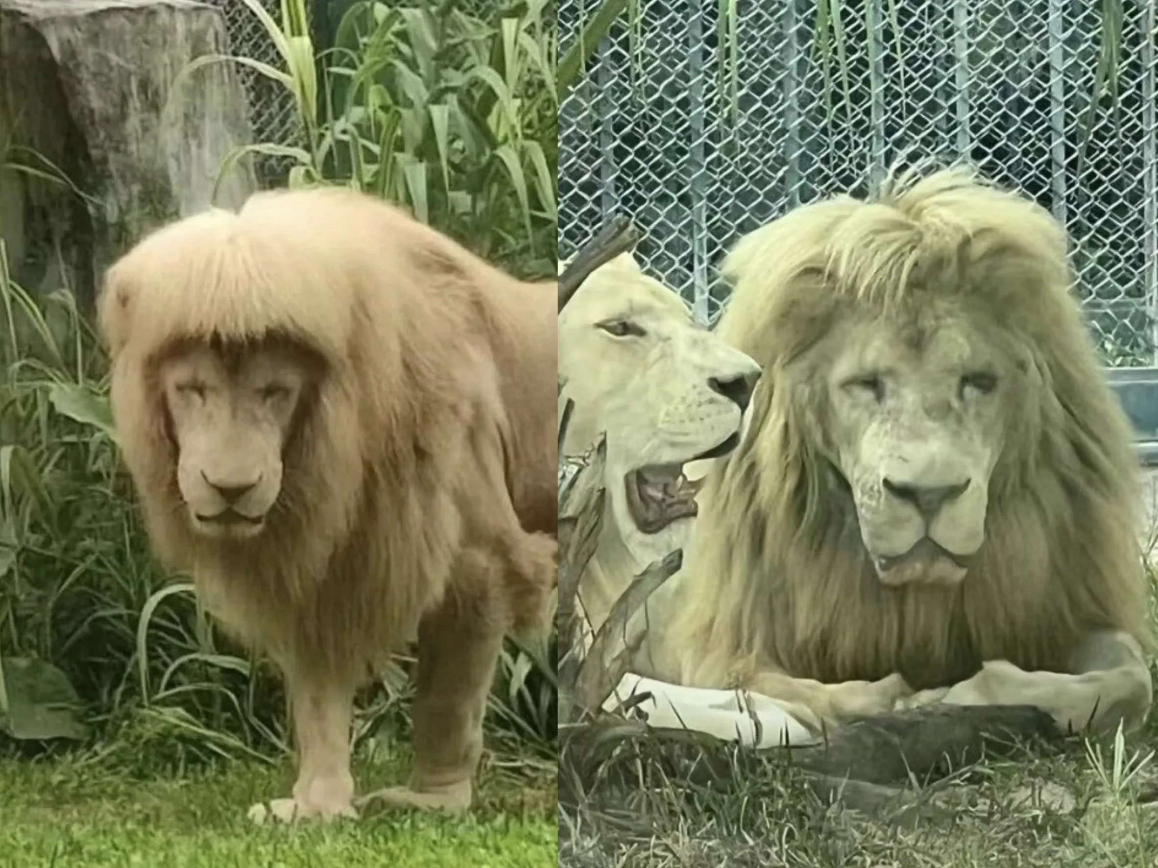 廣州動物園明星白獅「阿杭」曾因獨特百變的「齊瀏海」髮型爆紅。（翻攝自微博）