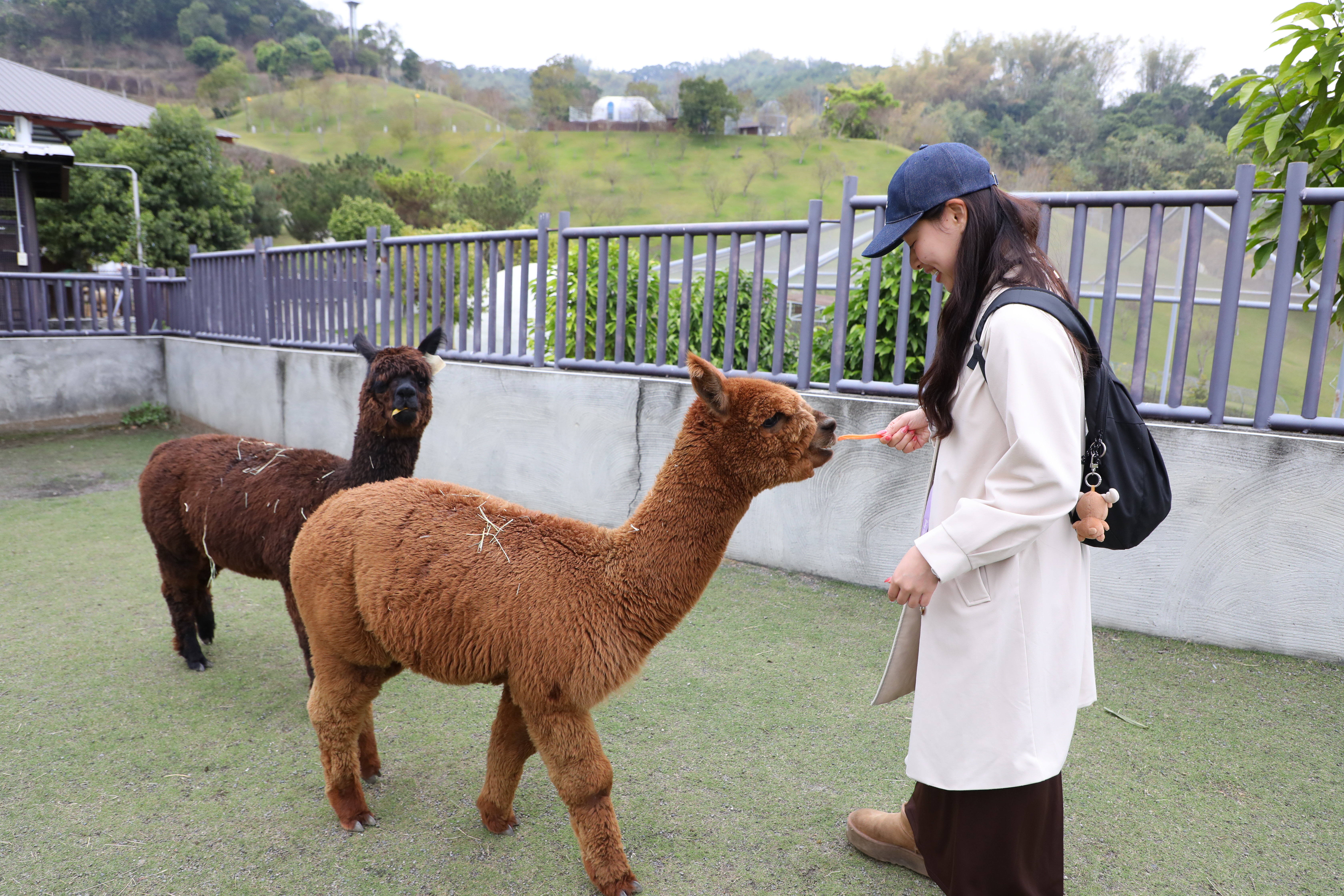 購買園區的「綜合飼料桶」就能提著餵食笑笑羊、羊駝、侏儒羊等可愛動物。（100元／桶）