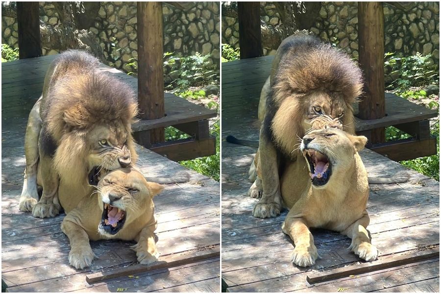 壽山動物園的母獅「小乖」正值發情期，近期遊客入園可能會看到精采畫面。（翻攝自壽山動物園臉書）