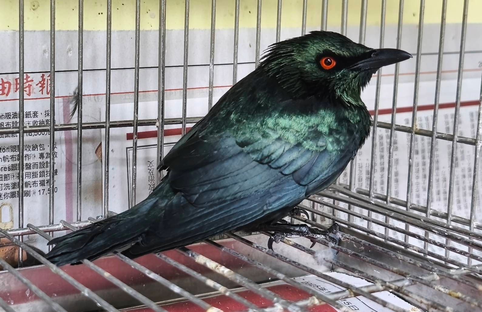 紅眼怪鳥突現身。（取自新北動保處官網）