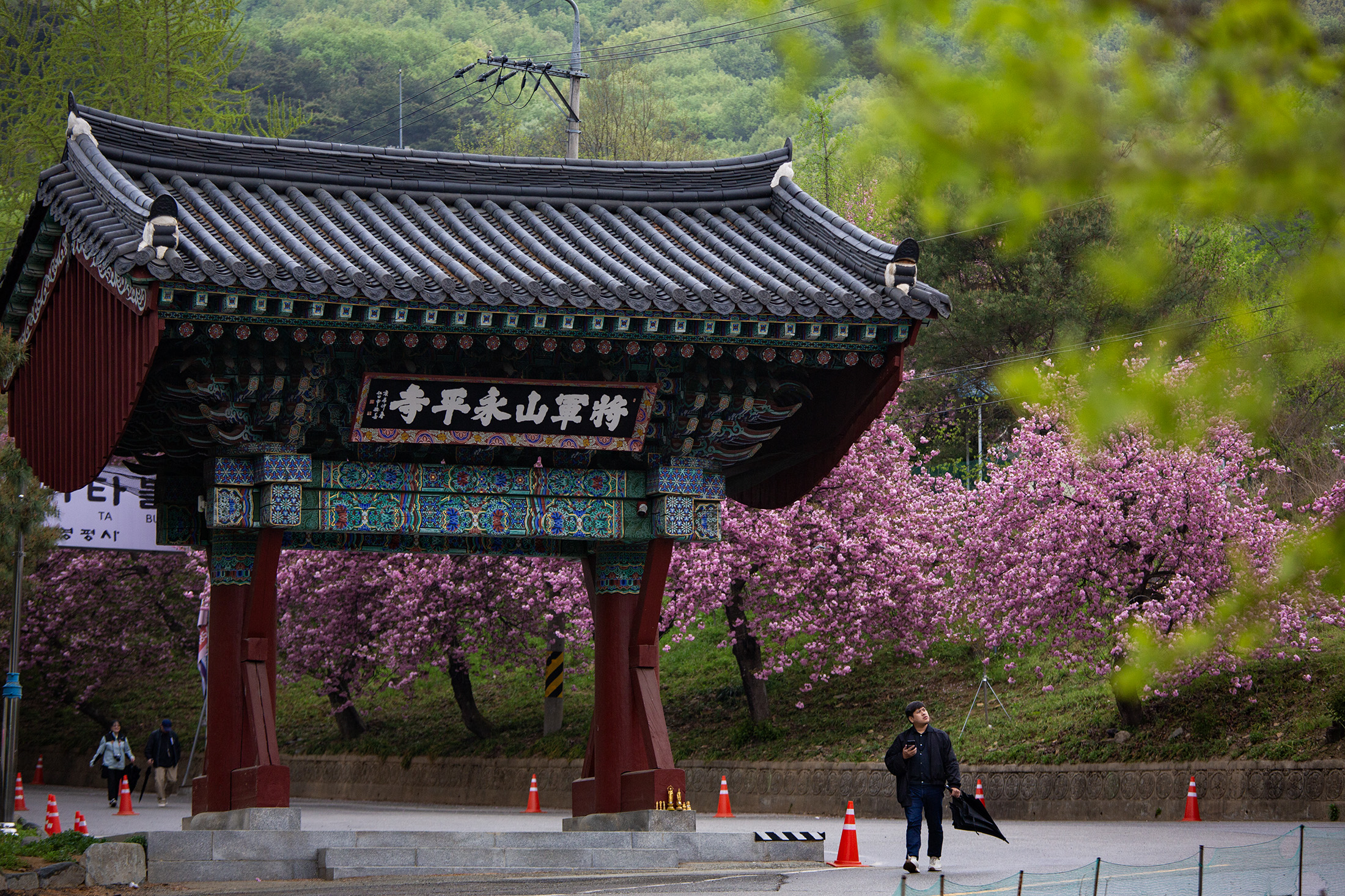 隱身將軍山下的永平寺，為現代城市保留一處難得的寧靜角落。