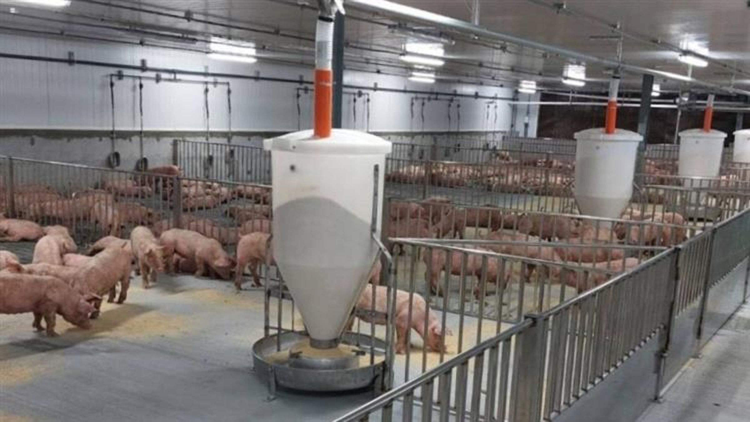 非洲豬瘟疫情持續延燒,雞禽肉品廠可望收轉單效應。(台糖提供)