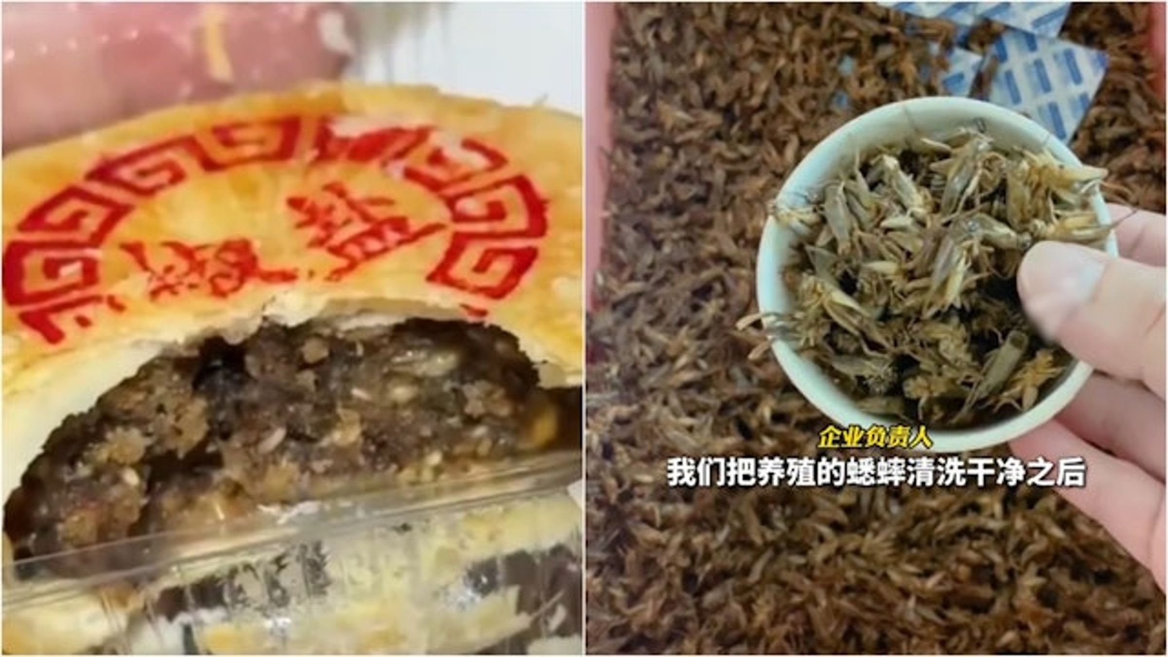 中國蟋蟀月餅爆紅。（翻攝自微博）
