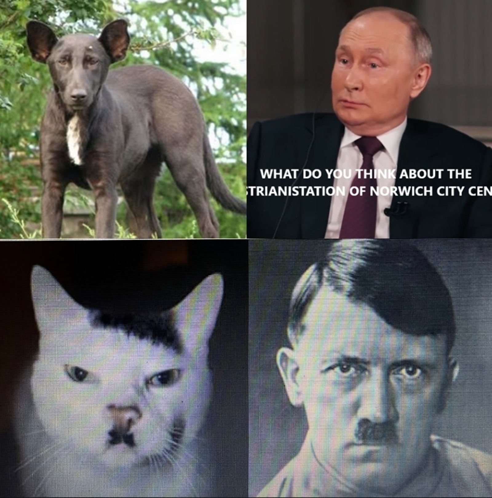 希特勒與普丁也曾傳出有動物神似他們長相。（翻攝X@tim_brannigan、@APartridgeQOTD、@cockwomble12）