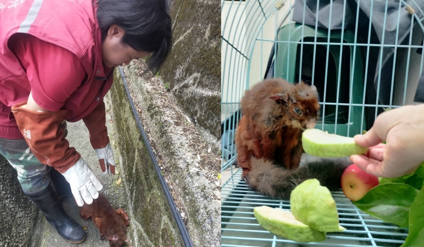 動保員從水溝救起大赤鼯鼠後,餵食芭樂、蘋果補充體力。(新北市動保處提供)