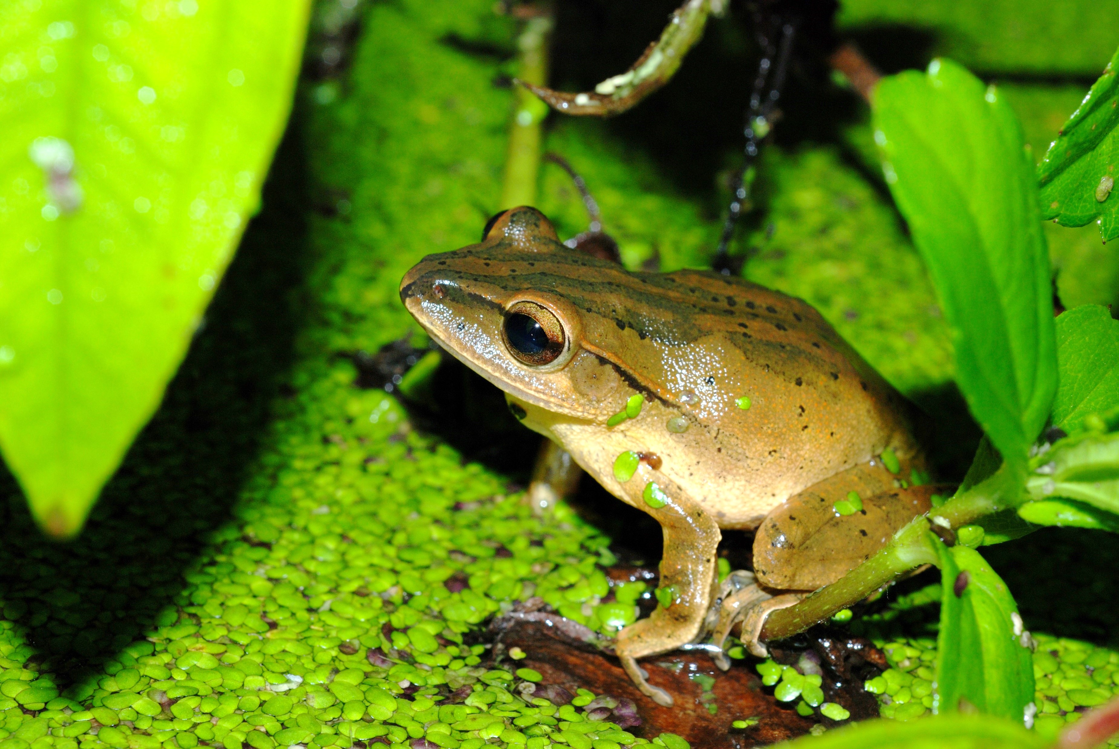 外來物種斑腿樹蛙入侵對台灣生態系統，牠們繁殖力驚人，已威脅到原生蛙類的生存。（林試所提供）
