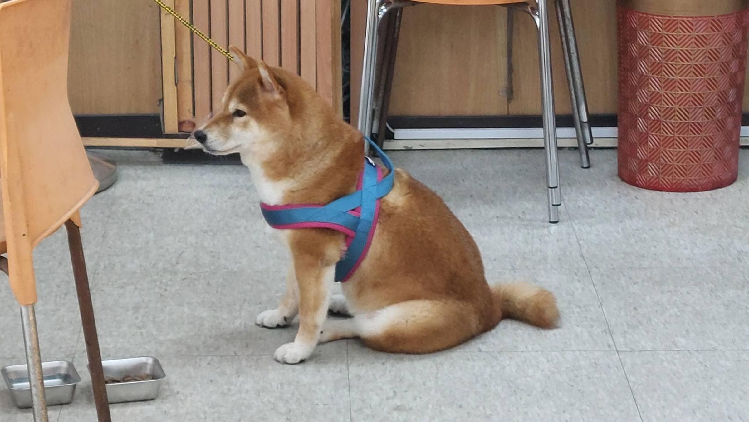 後續若無法聯繫上飼主,柴犬將交由動保處收容。(翻攝自桃園市政府警察局臉書)