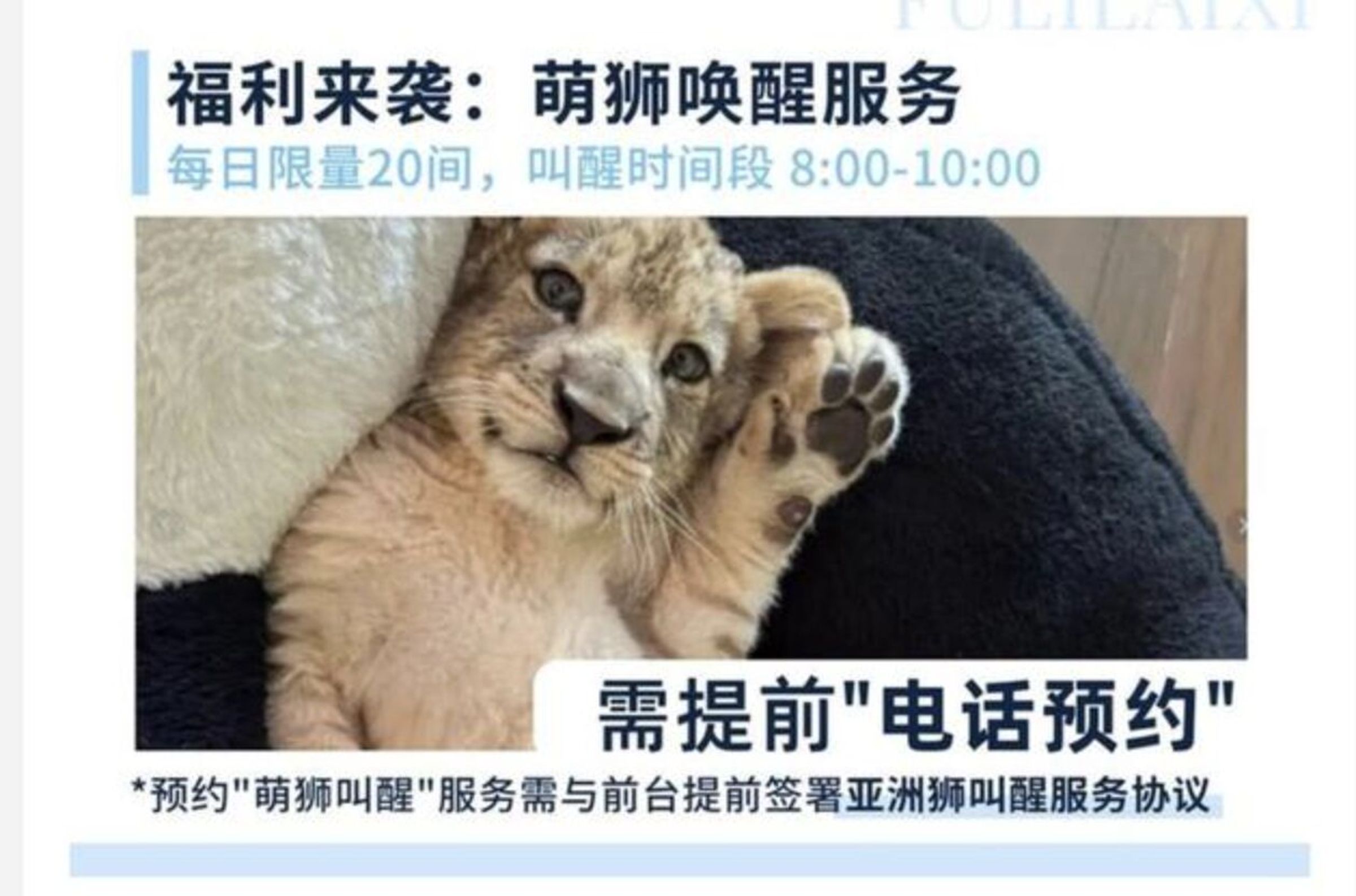 江蘇省宿遷一家田園度假區飯店推出「萌獅喚醒服務」。(翻攝自極目新聞)