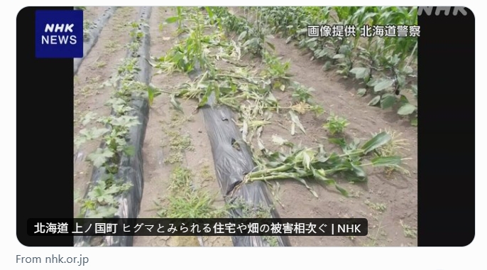 日本近期多處傳出棕熊出沒並傷人事件，青森一處養雞場就有員工發雞舍內40多隻雞被殘殺，北海道也有多處農田及房屋遭到損毀。（翻攝自X@nhk_news）