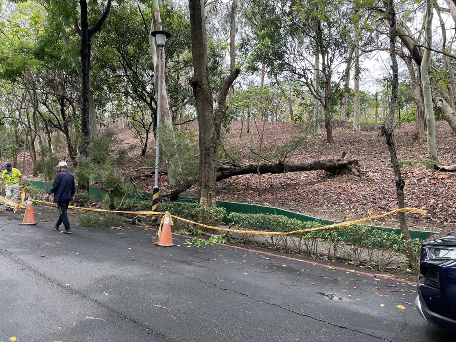 高雄市澄清湖風景區有棵相思樹倒下，不幸砸死一名66歲男子。（圖／翻攝畫面／鏡週刊）