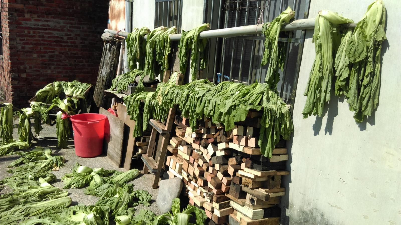 長年菜採收後要先進行日曬。(翻攝食農教育資訊整合平臺官網)