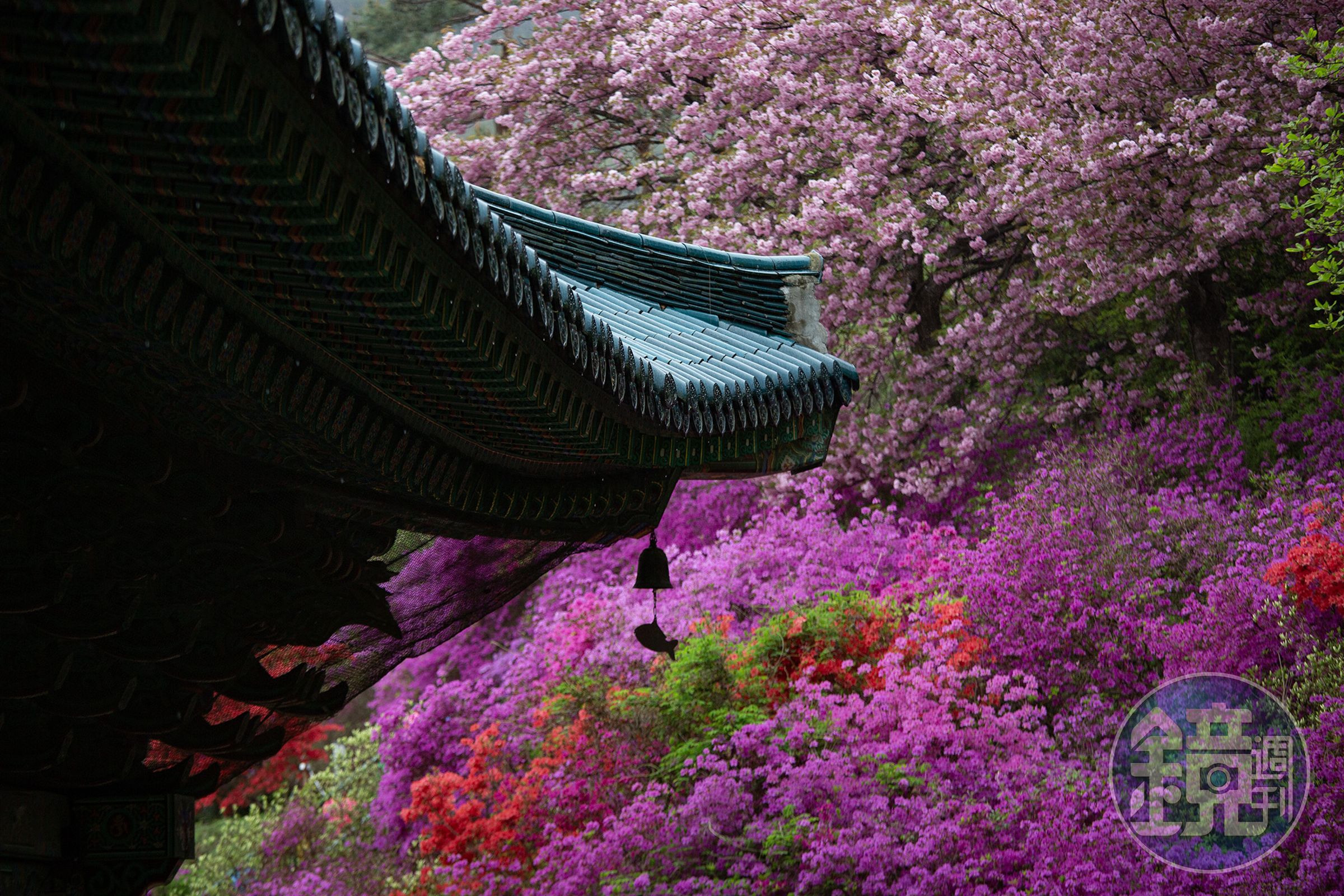 雖然當天巧遇細雨，但永平寺內依山綻放的花海，依舊美得令人留連忘返。