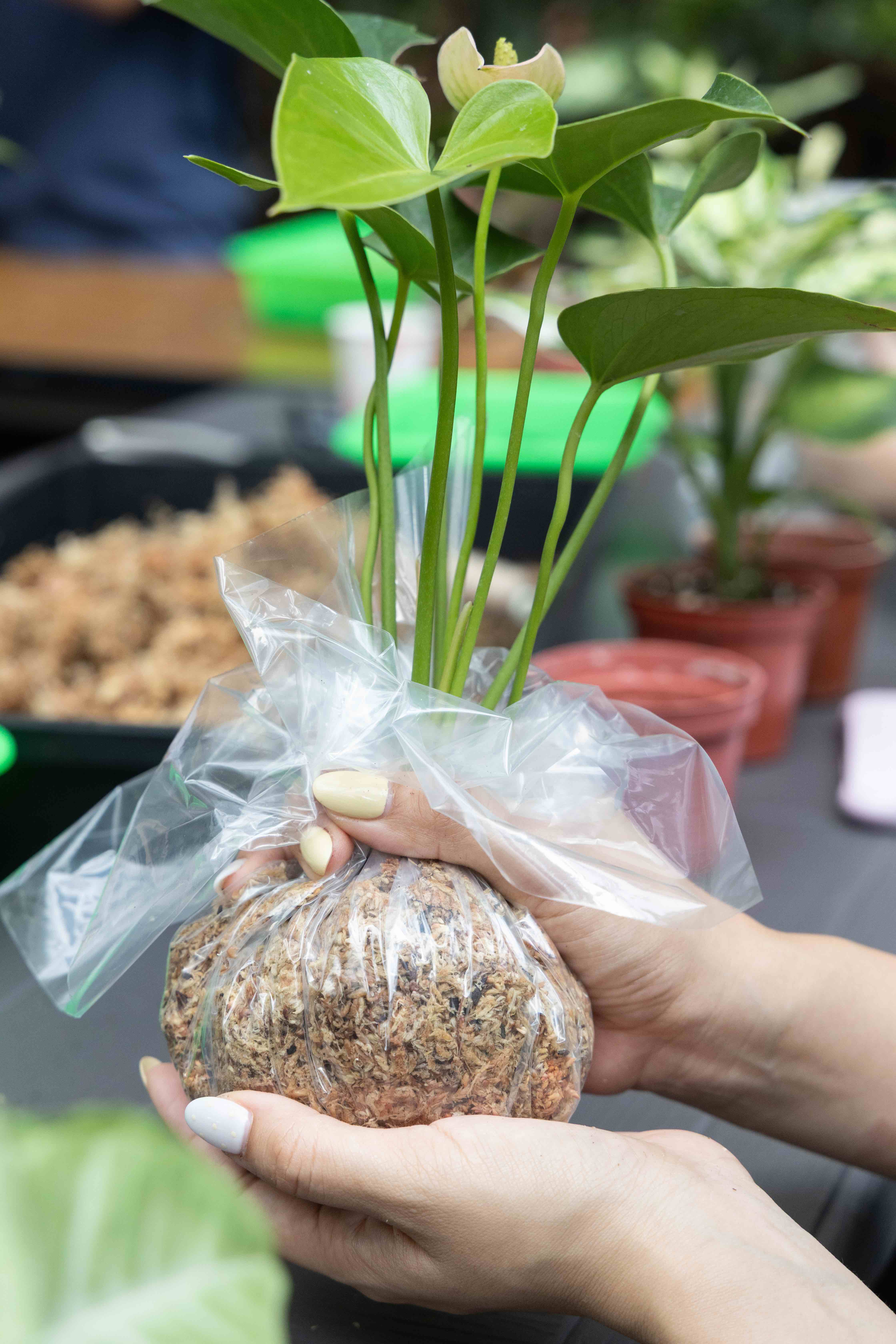 苔球是一種將植物根系以苔蘚與土壤混合，包裹成球形的園藝手法。