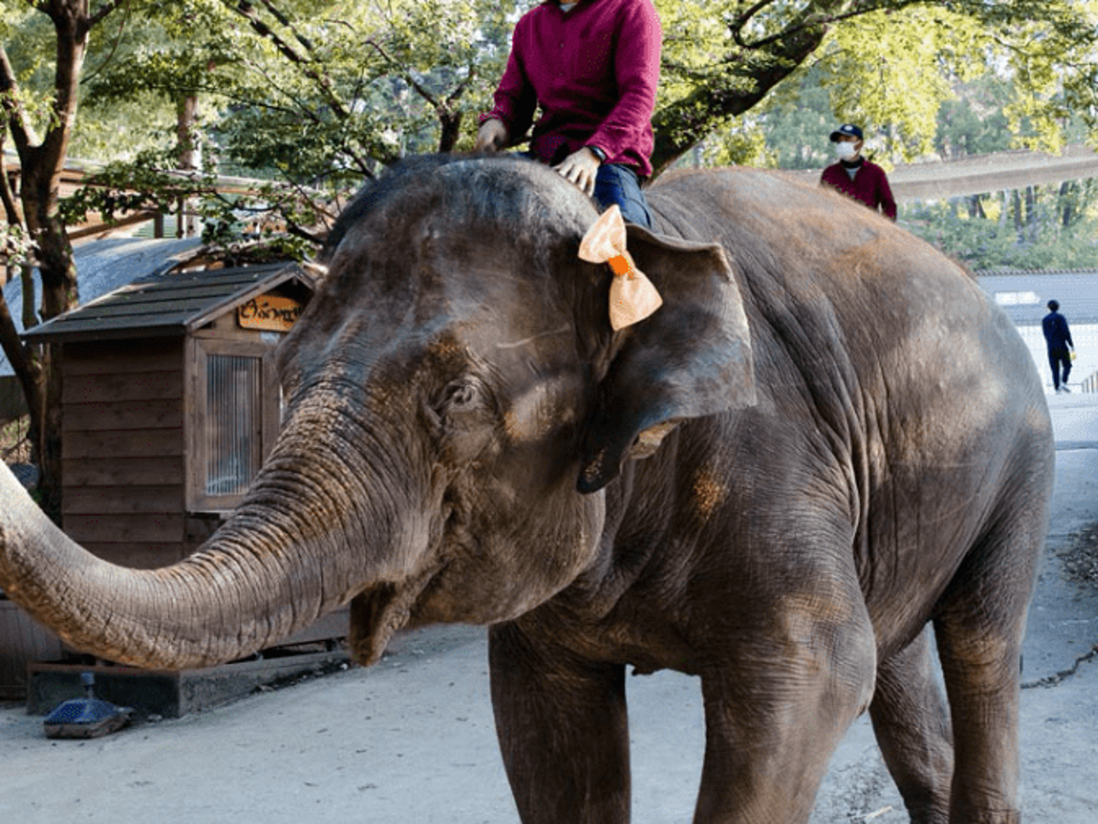 日本30歲飼育員「遭象踩踏身亡」!臉部嚴重骨折 送醫不治