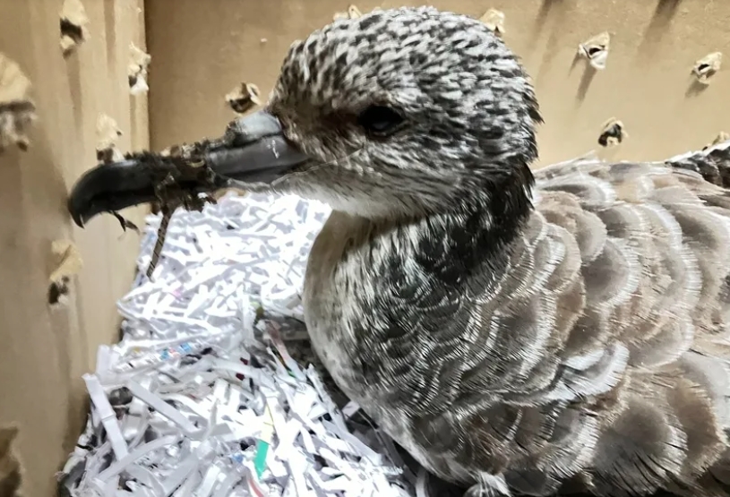 生活在遠洋的大水薙鳥疑似被颱風吹至埔里內陸，被當地師生救助脫困。（暨大附中提供）