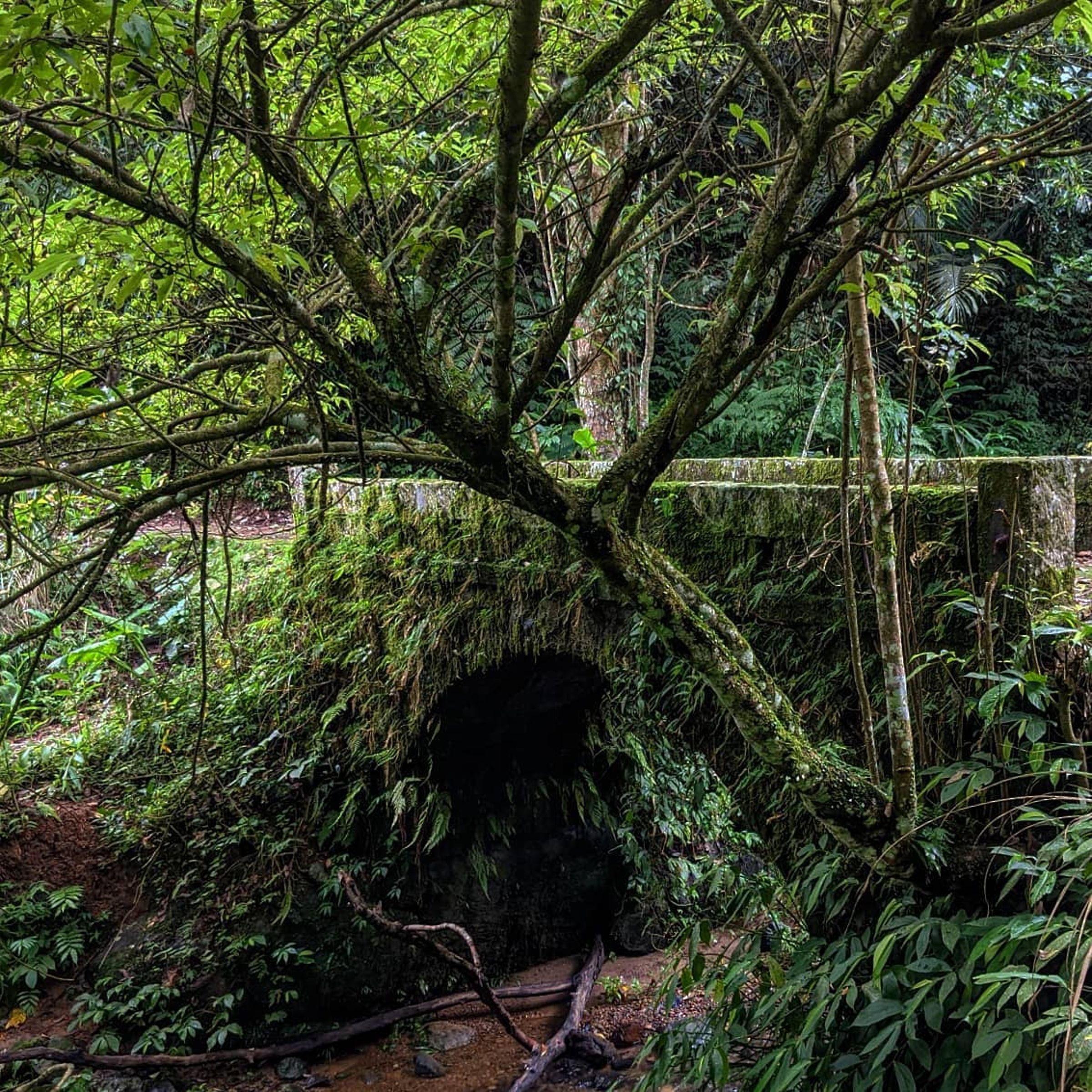 騎龍古道上的糯米古橋。（新竹縣政府提供）