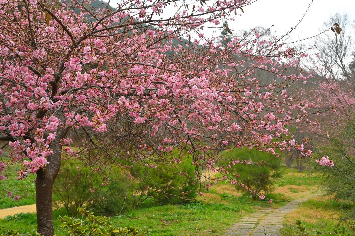 武陵農場櫻花季將於8日登場。（翻攝自武陵農場臉書）
