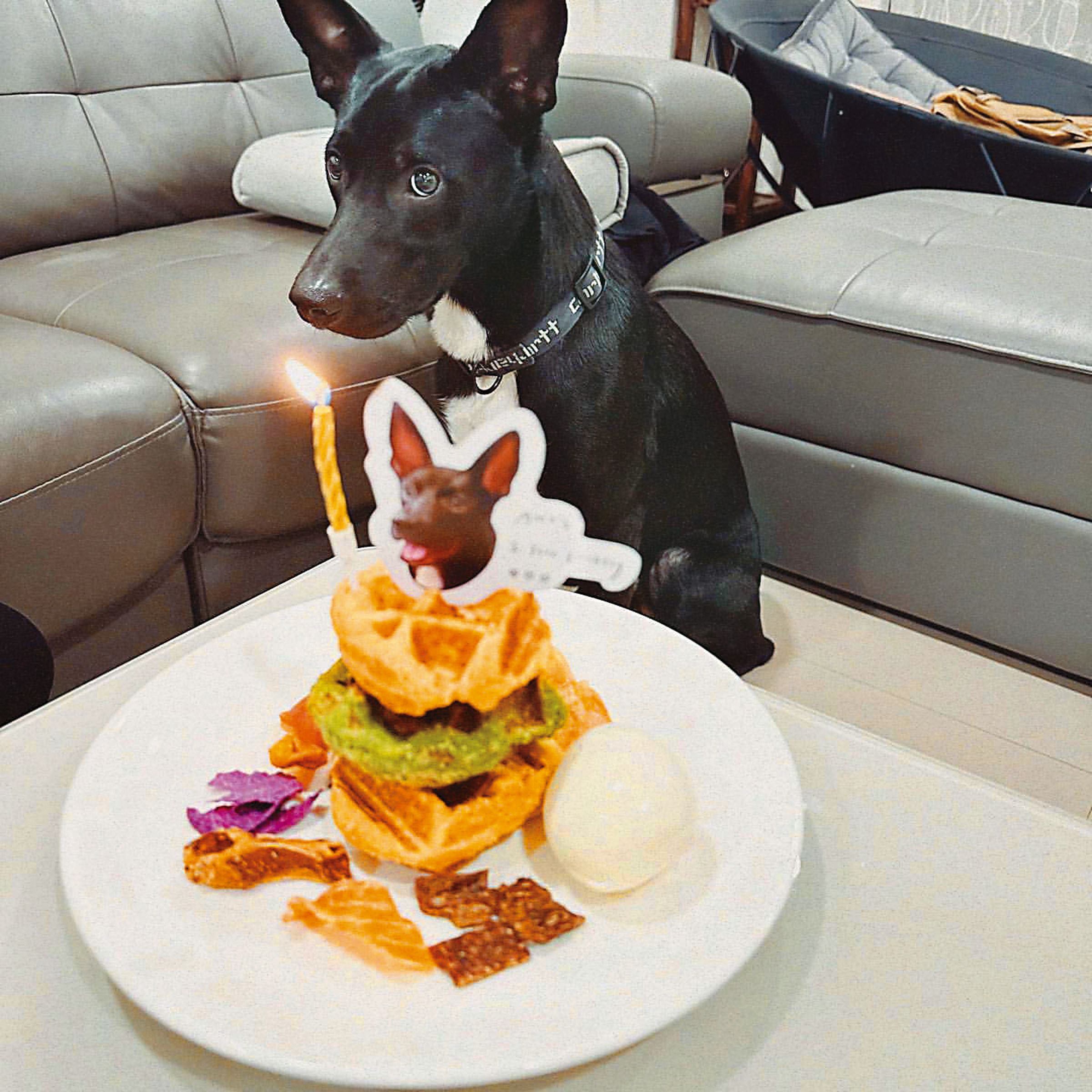 愛犬Amo生日時,蔡凡熙特別買蛋糕慶生。 (翻攝自蔡凡熙IG)