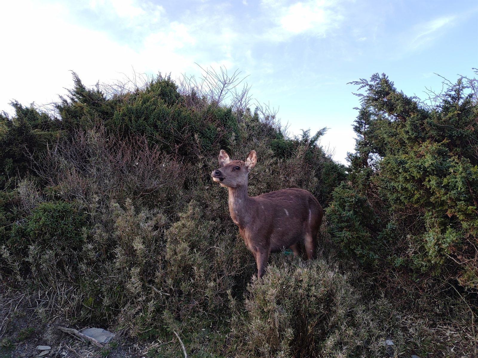 奇萊稜線山屋附近一隻水鹿遭獵殺取走鹿茸，太管處已報警調查。（太管處提供）