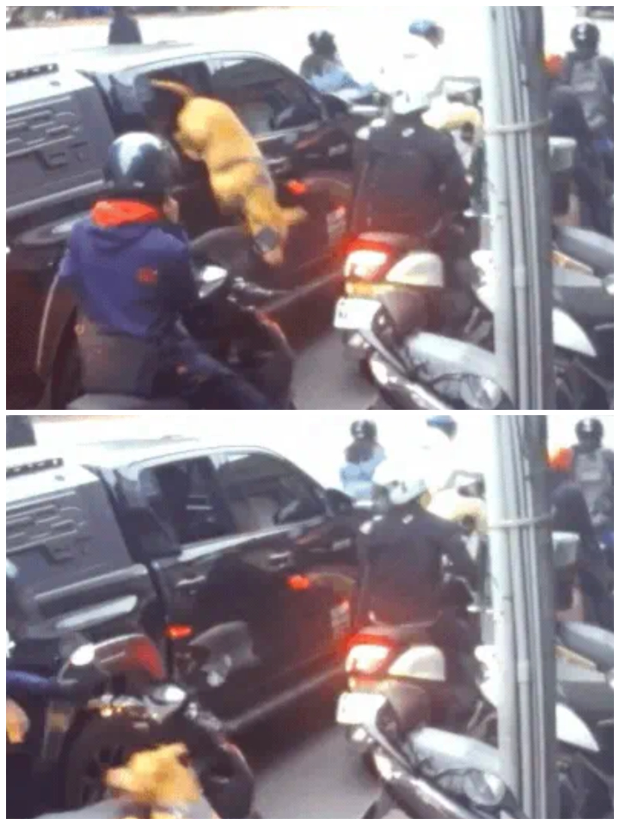 比特犬Lucky今日再度攻擊等紅燈騎士。（翻攝crazy.taiwan IG）