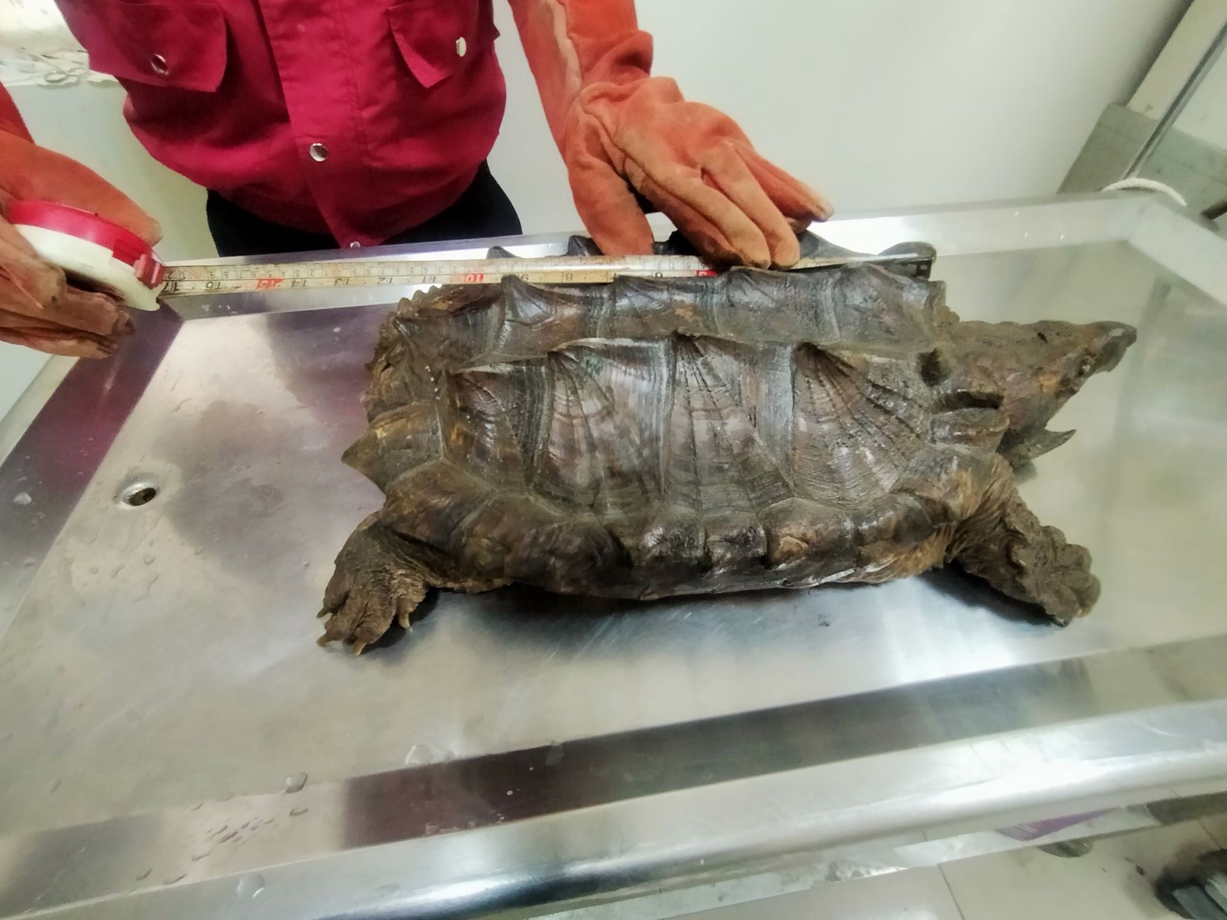 三芝動物之家站長謝弘斌表示,鱷龜為大型外來種淡水龜,請民眾不得任意棄養,以避免影響台灣溪流多樣性生態平衡。(新北市動保處提供)