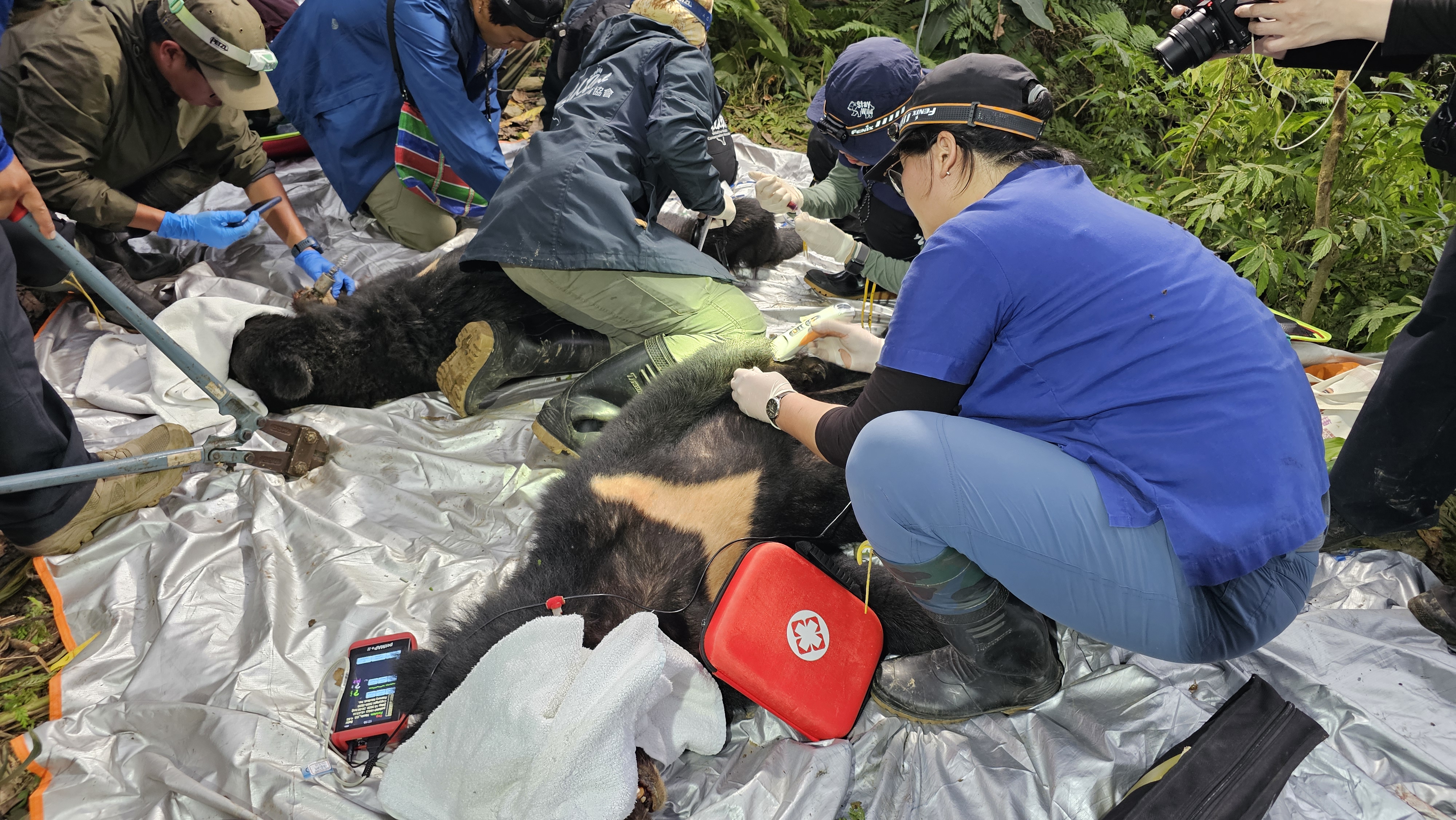 野灣野生動物保育協會進行前肢外傷處理。（林業保育署台東分署提供）
