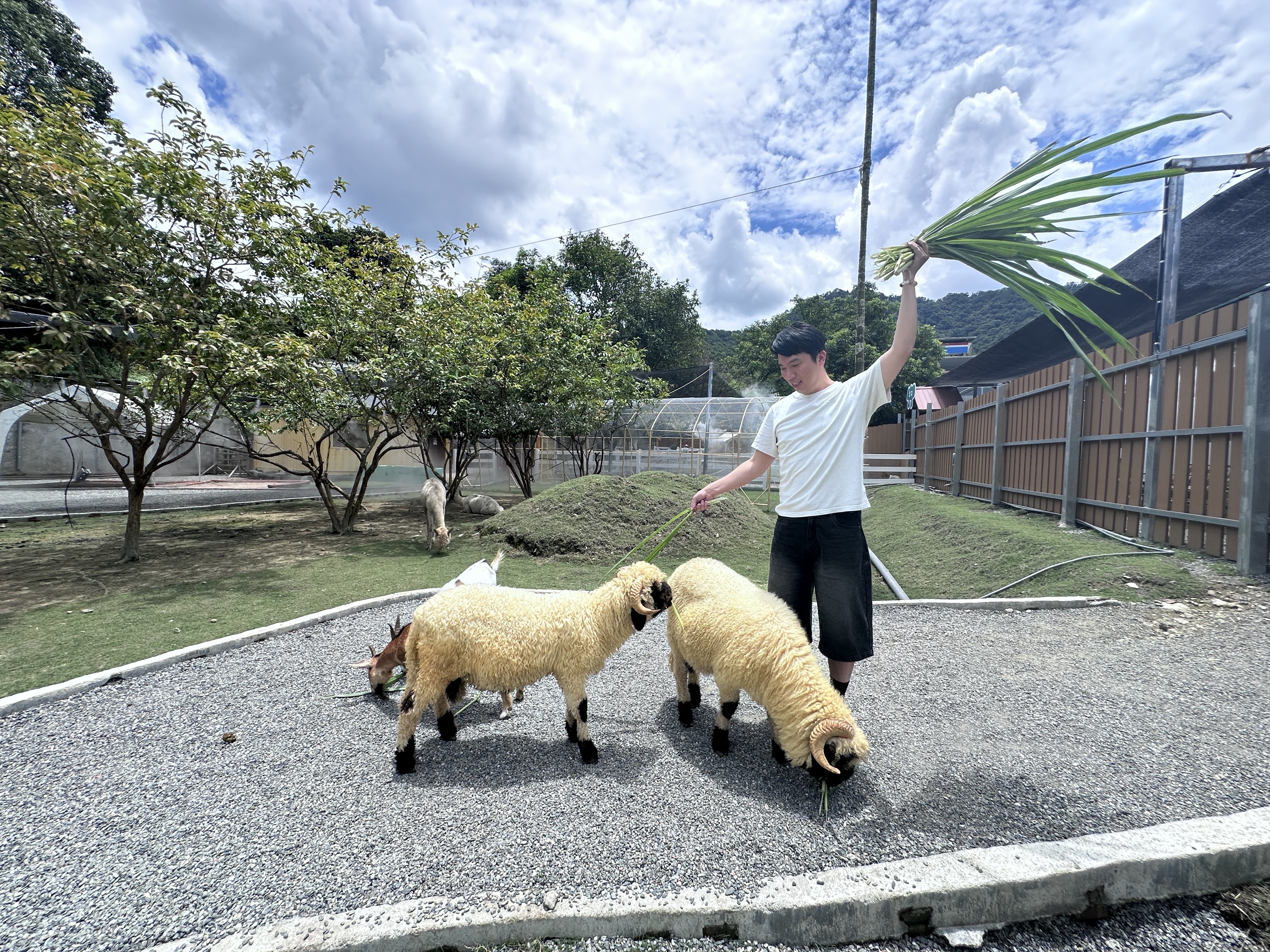 「萌萌森林物語」2025年剛開幕，適合週末帶小朋友出門放電。