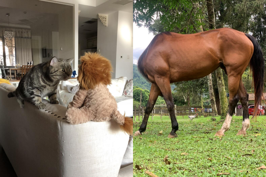 「2024搞笑寵物攝影獎」30件入圍作品出爐，不僅有無頭馬兒（右圖），還有看到獅子嚇壞的貓咪（左圖）。（翻攝自Comedy Pet Photo Awards）