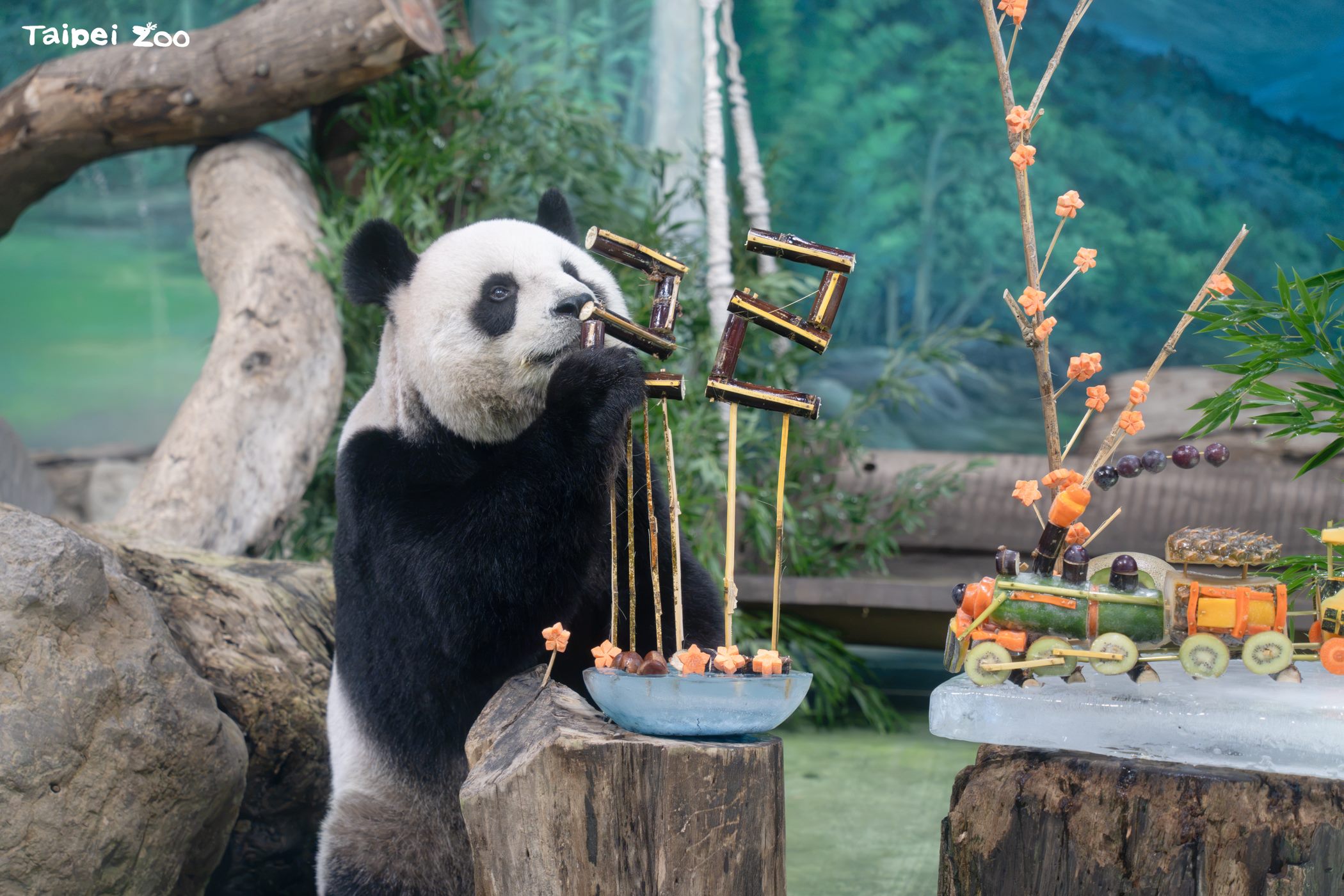 圓圓從甘蔗開始吃。（台北市立動物園提供）