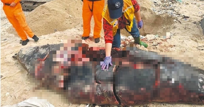 台東縣綠島鄉柴口岸際驚見鯨豚碎屍。（海保署提供）