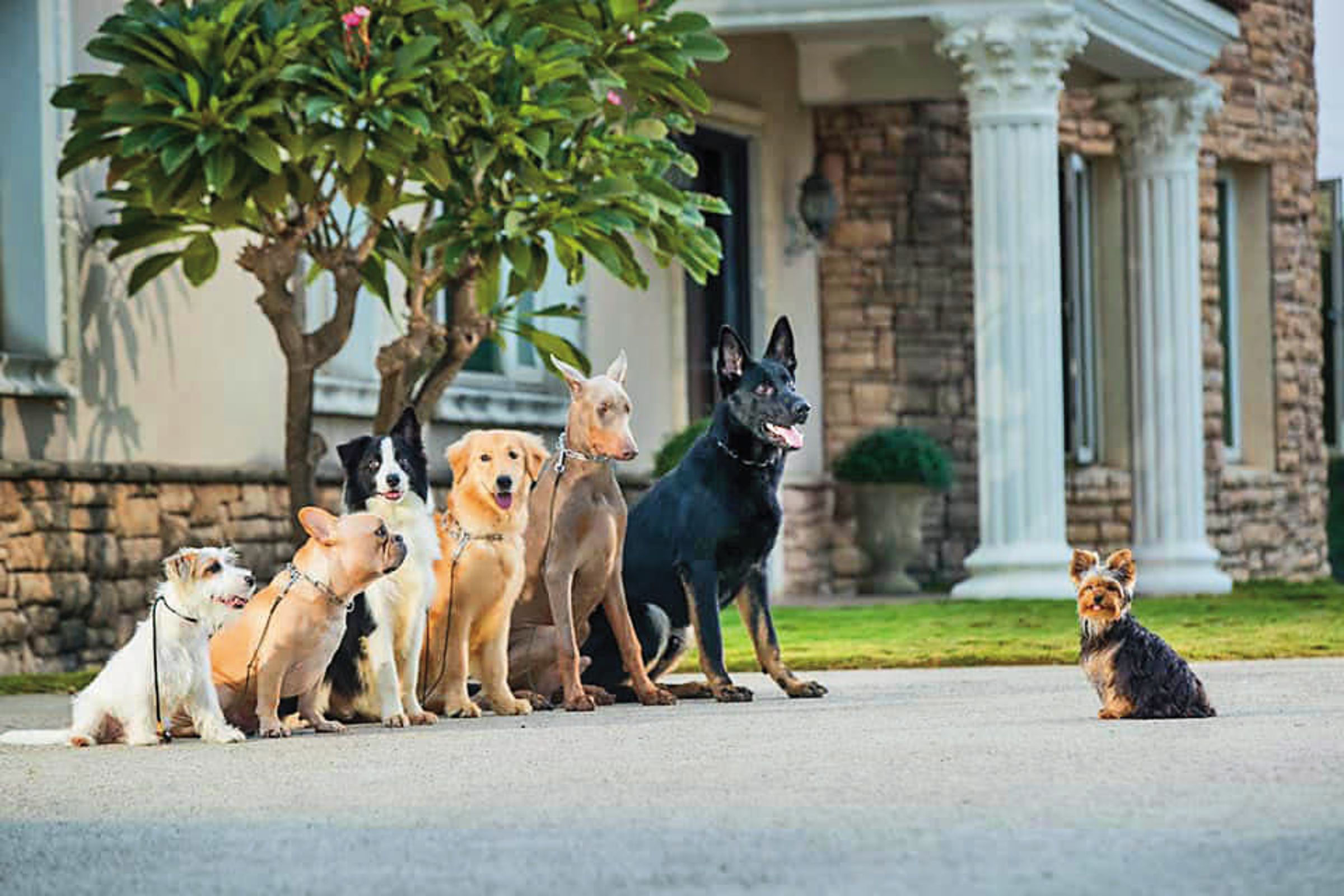 西北訓犬學苑歷史悠久，號稱全台最豪華的狗學校。（翻攝西北訓犬學苑官網）