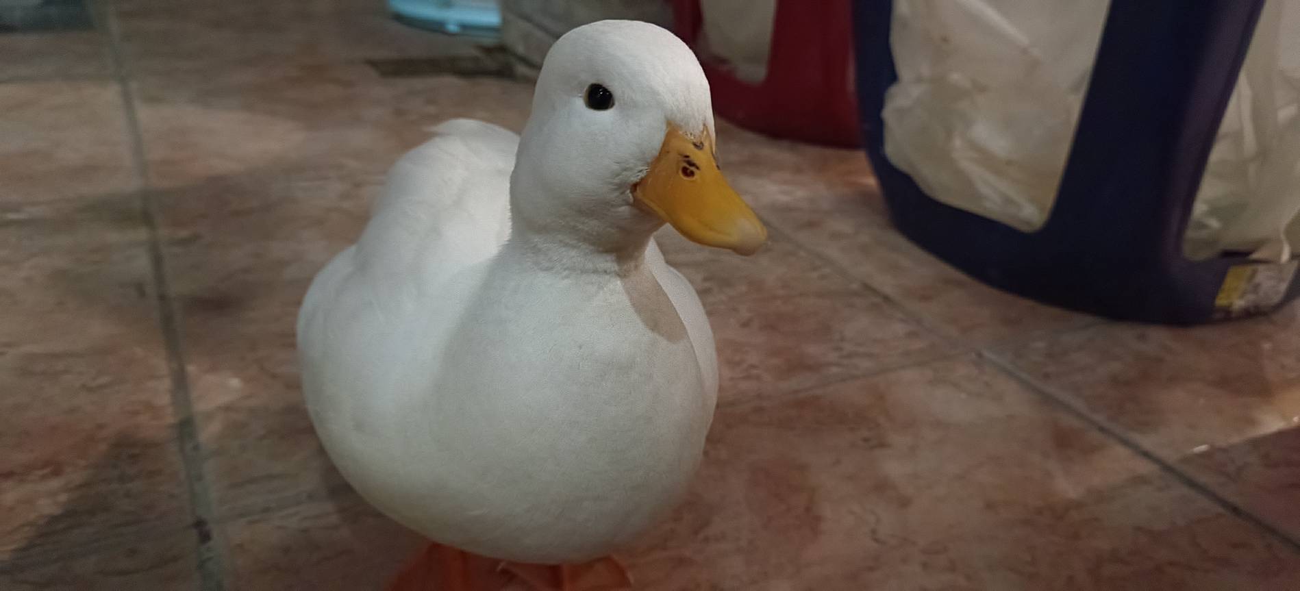 3歲小柯爾公鴨白色棉球外觀活似玩具般呆萌可愛，牠喜歡使用嘴喙替人搔癢。（新北動保處提供）