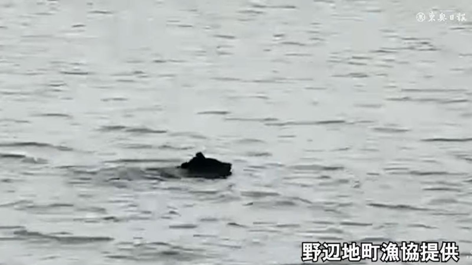 海裡也有熊!漁民驚見「巨熊划水直奔岸邊」嚇傻 獵人火速攔截